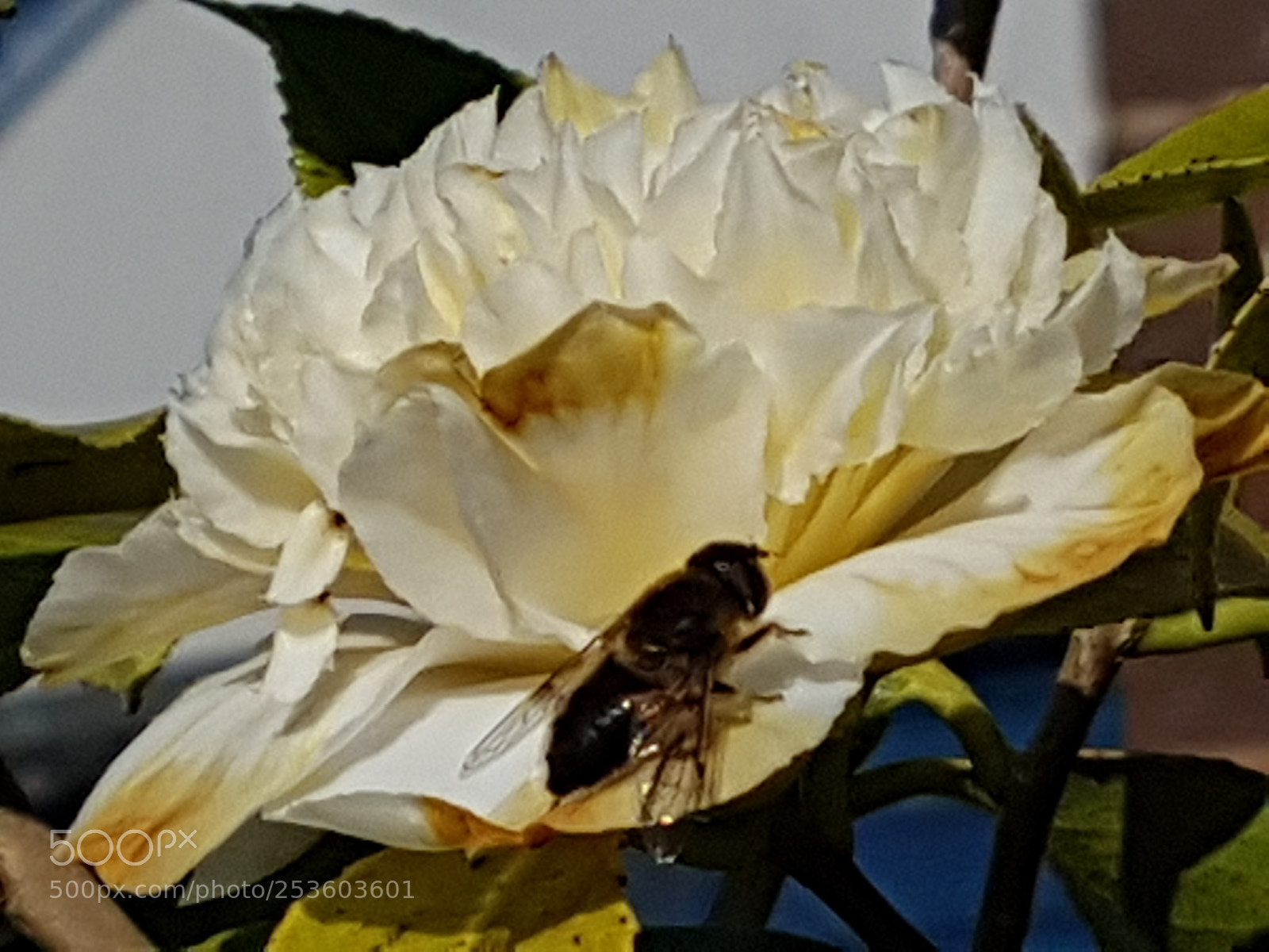 Samsung Galaxy S7 sample photo. Little bug photography