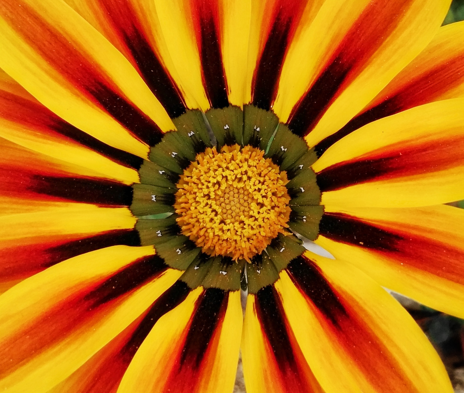 HUAWEI GX8 sample photo. Flower photography
