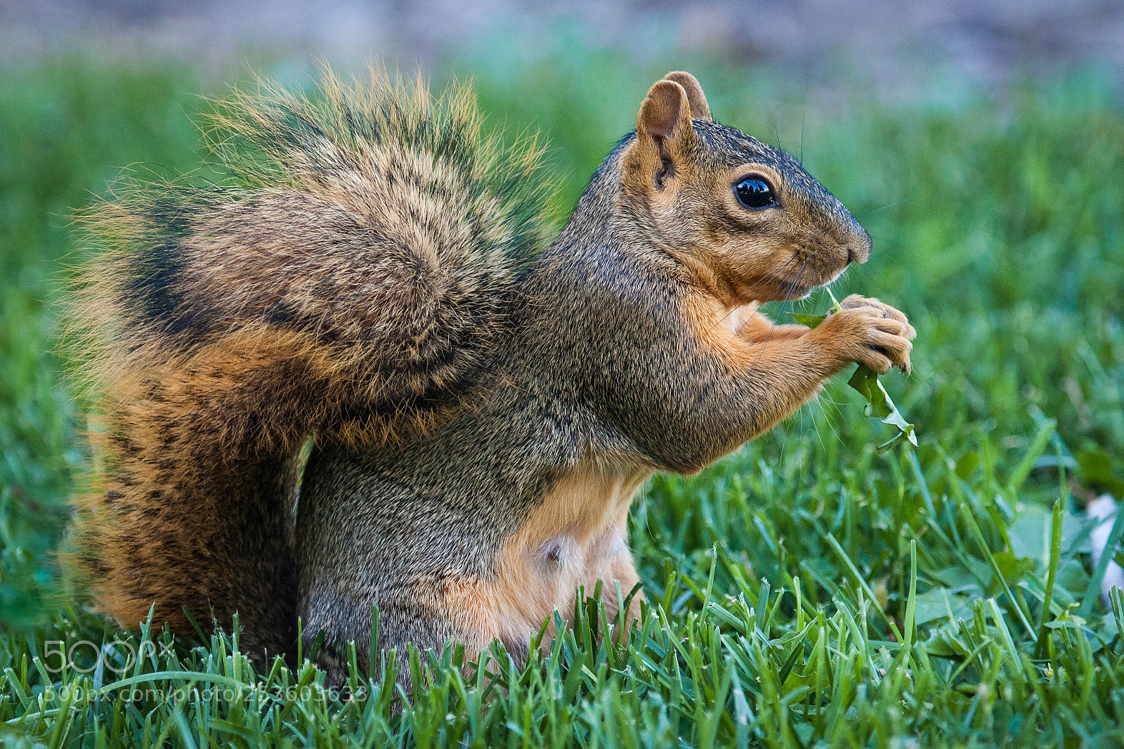Canon EOS 450D (EOS Rebel XSi / EOS Kiss X2) sample photo. Just a squirrel... photography