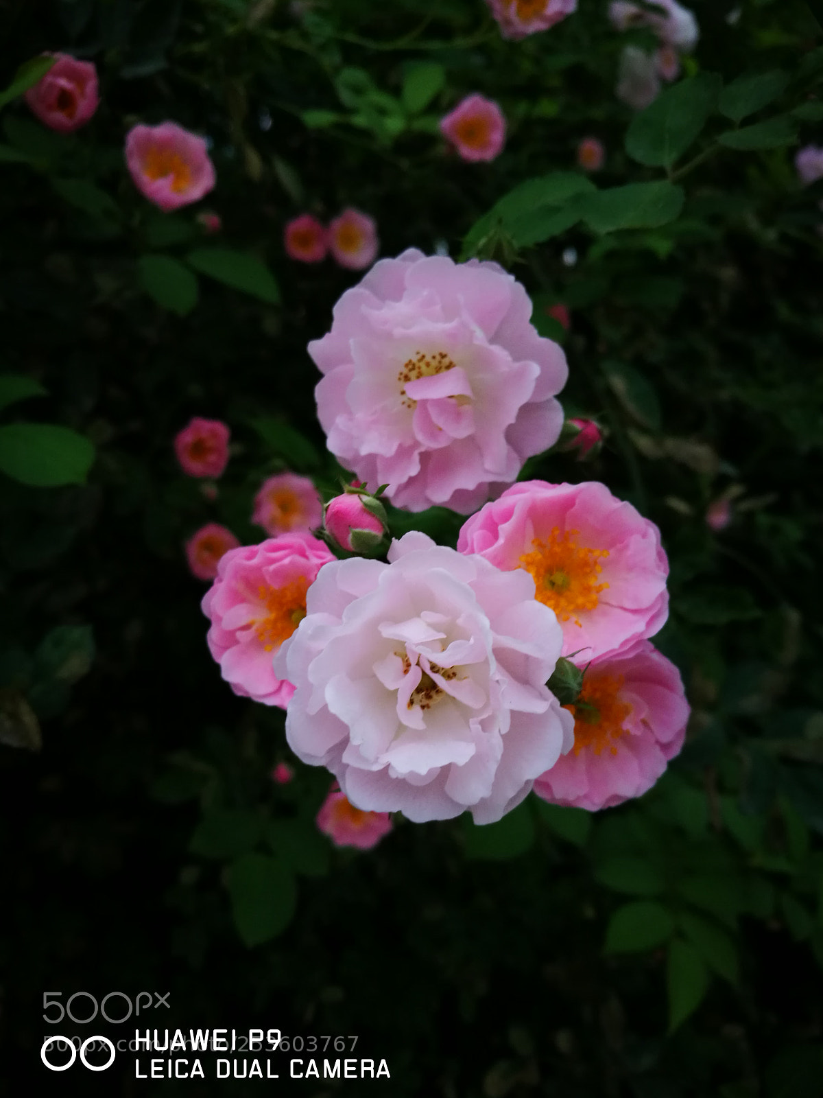 HUAWEI P9 sample photo. Untitled photography