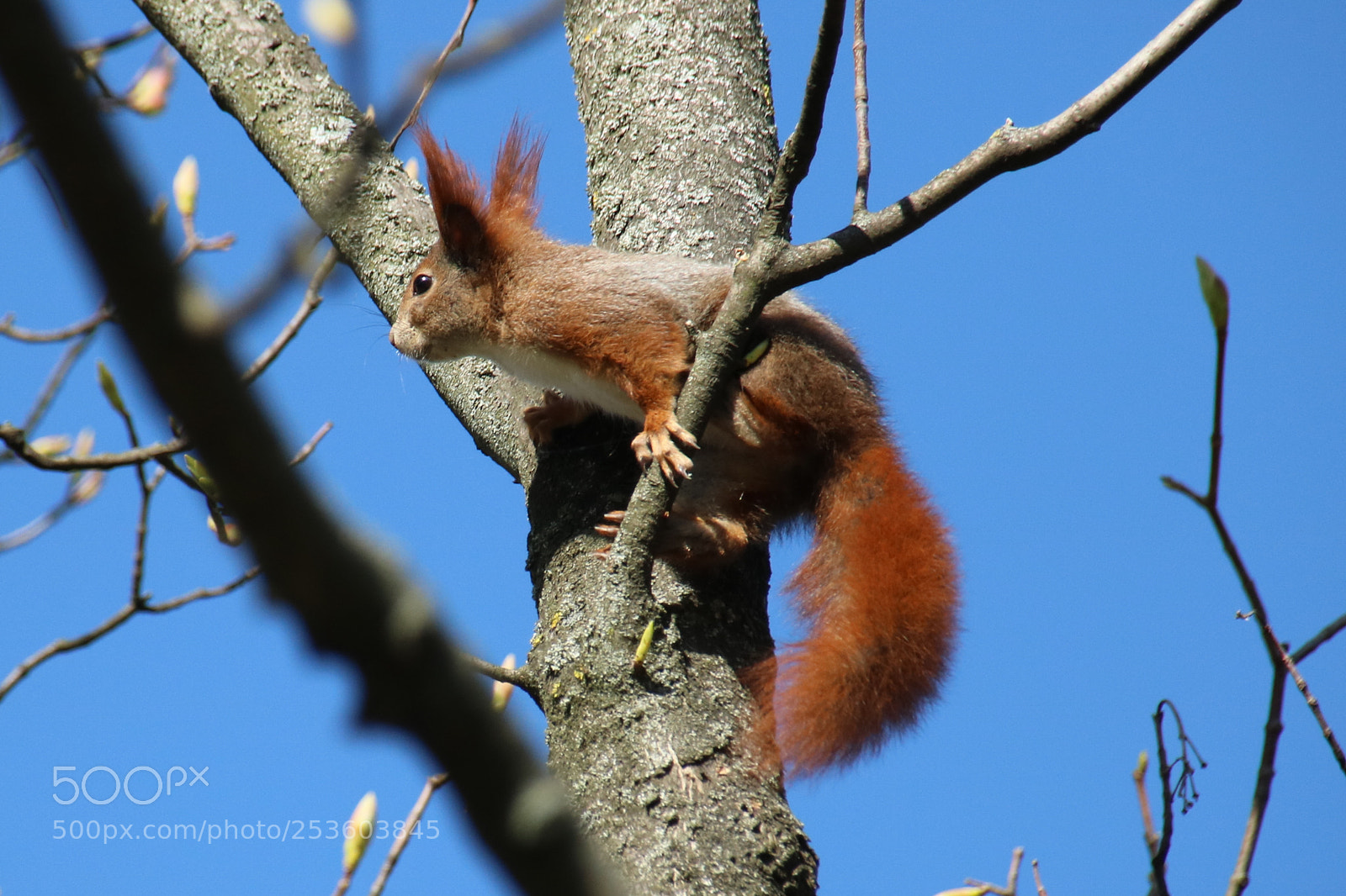 Canon EOS 750D (EOS Rebel T6i / EOS Kiss X8i) sample photo. Eichhörnchen photography