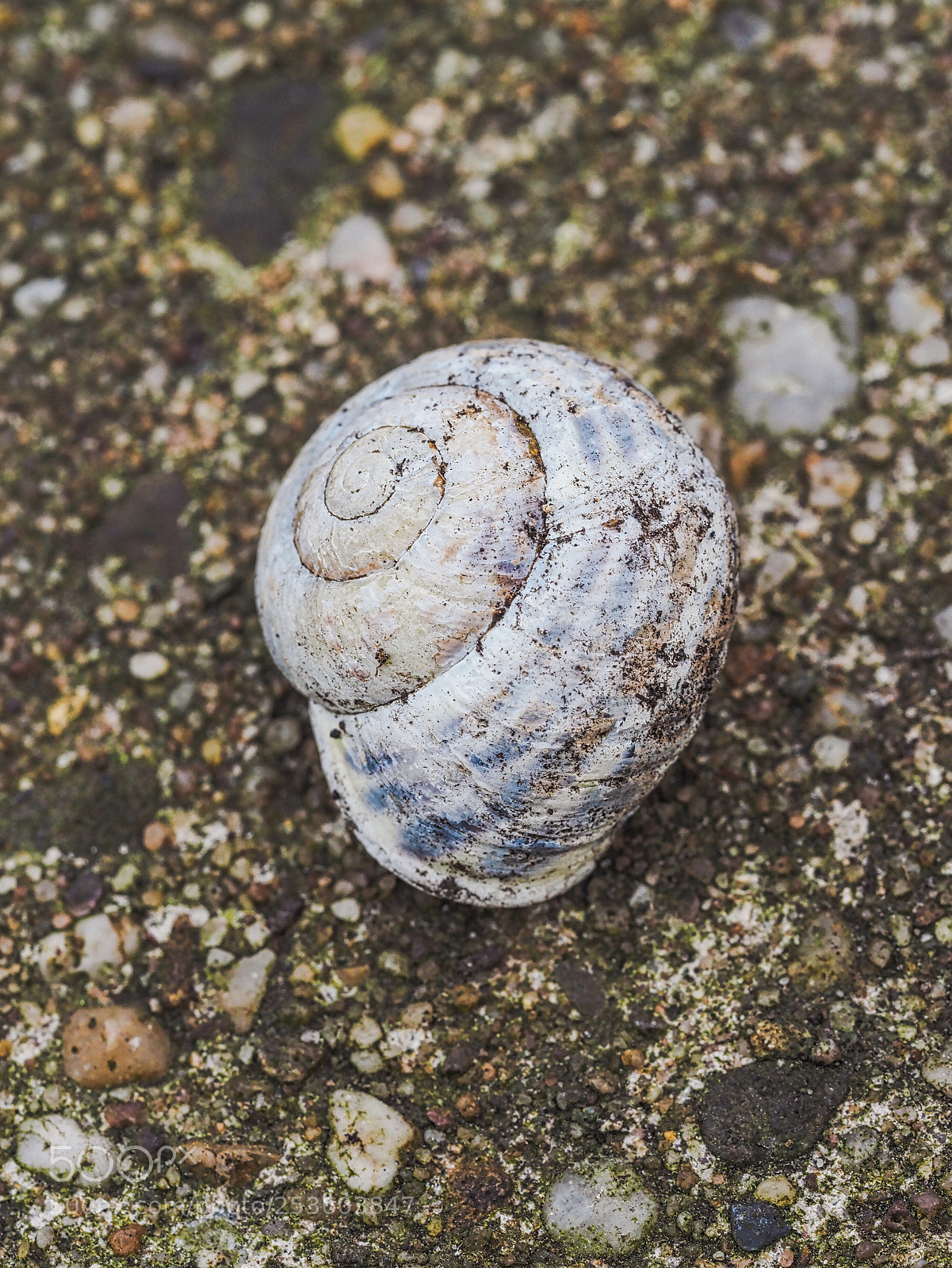 Olympus OM-D E-M1 Mark II sample photo. Snail shell photography