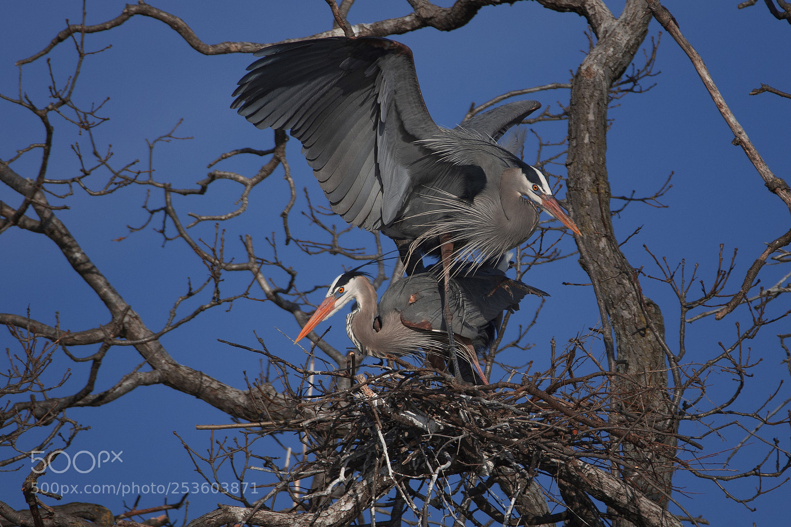 Nikon D7200 sample photo. Great blue heron couple photography