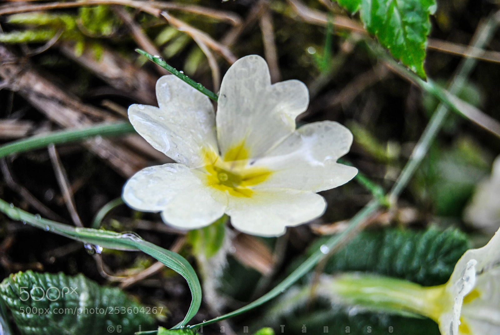 Nikon D3000 sample photo. Rainy day photography