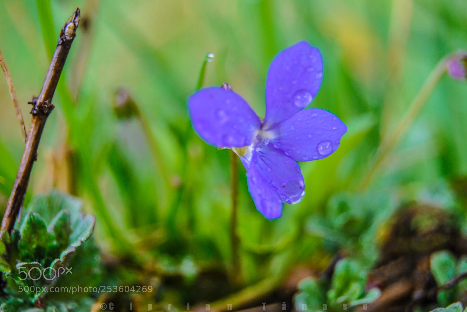 Nikon D3000 sample photo. Blue rain photography