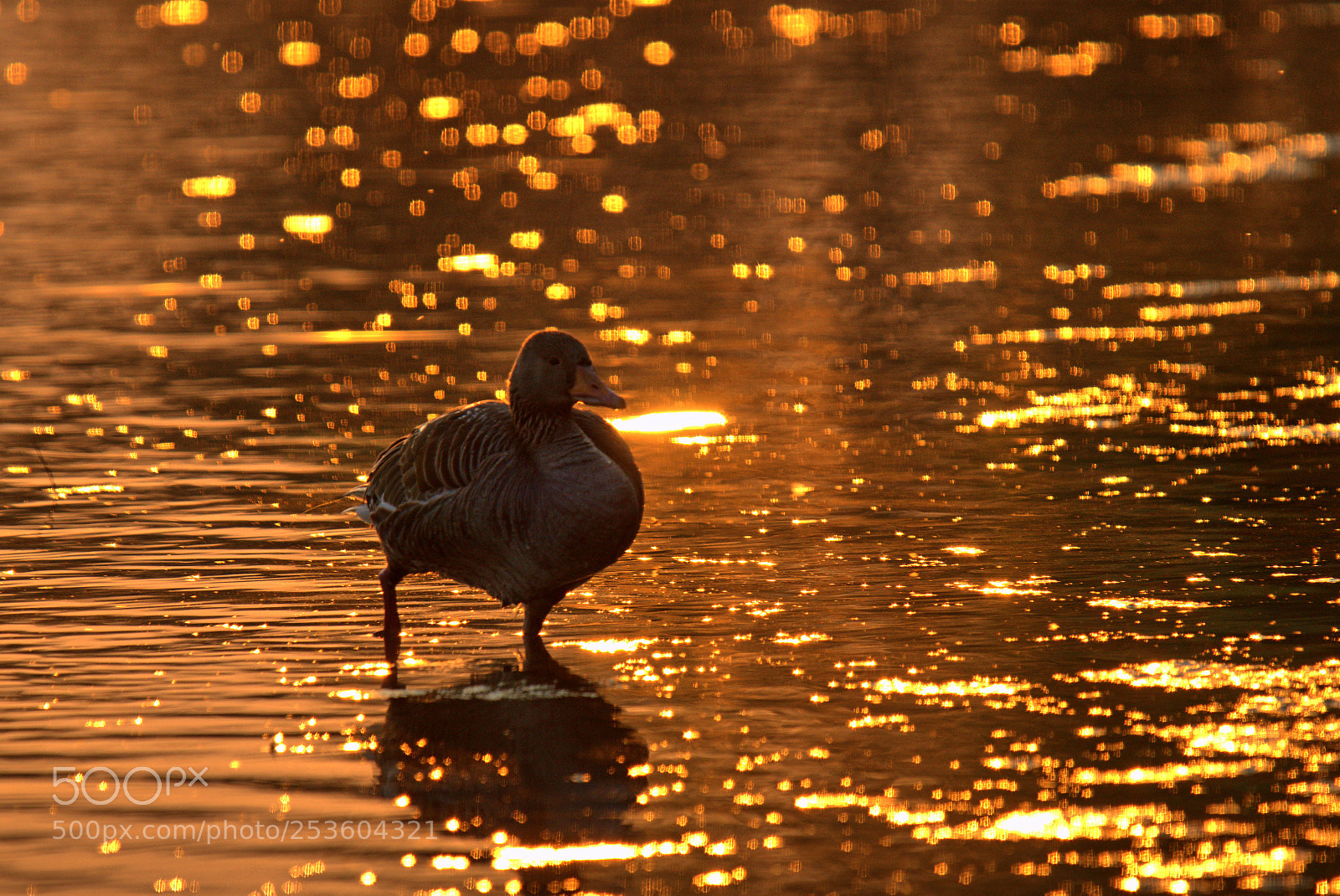 Sony SLT-A58 sample photo. Duck in sunrise photography
