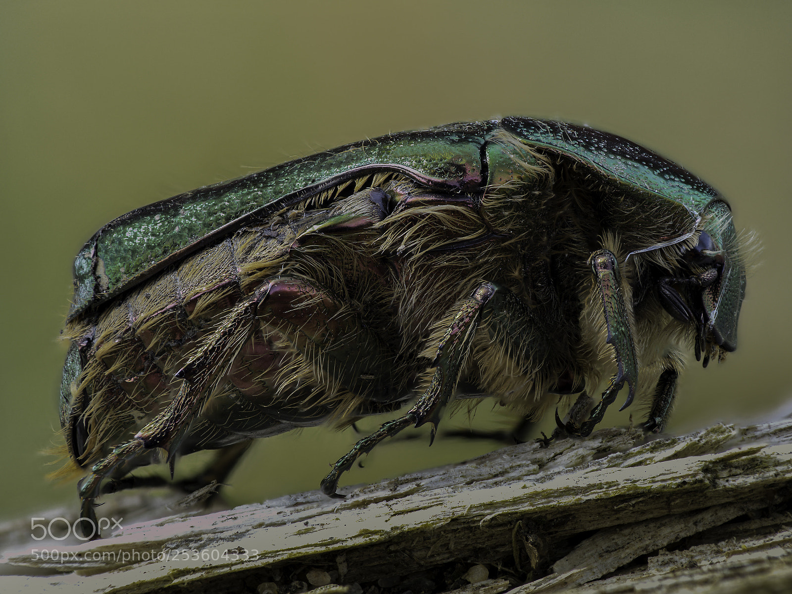 Olympus OM-D E-M1 Mark II sample photo. Cetonia aurata photography