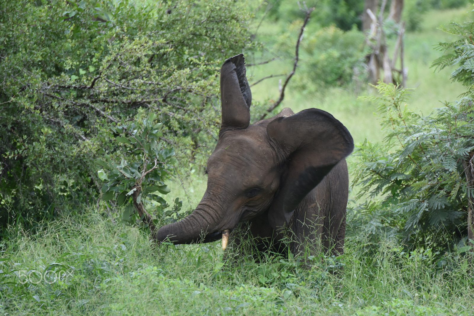 Nikon D5500 sample photo. Kruger national park photography