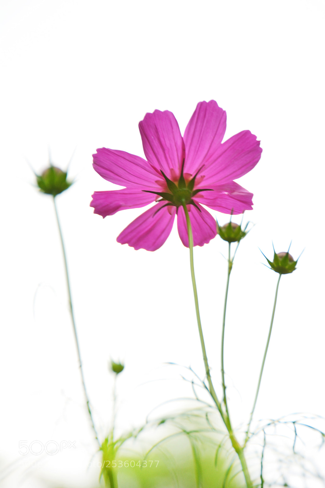 Nikon D5200 sample photo. 格桑花 galsang flower-3 photography