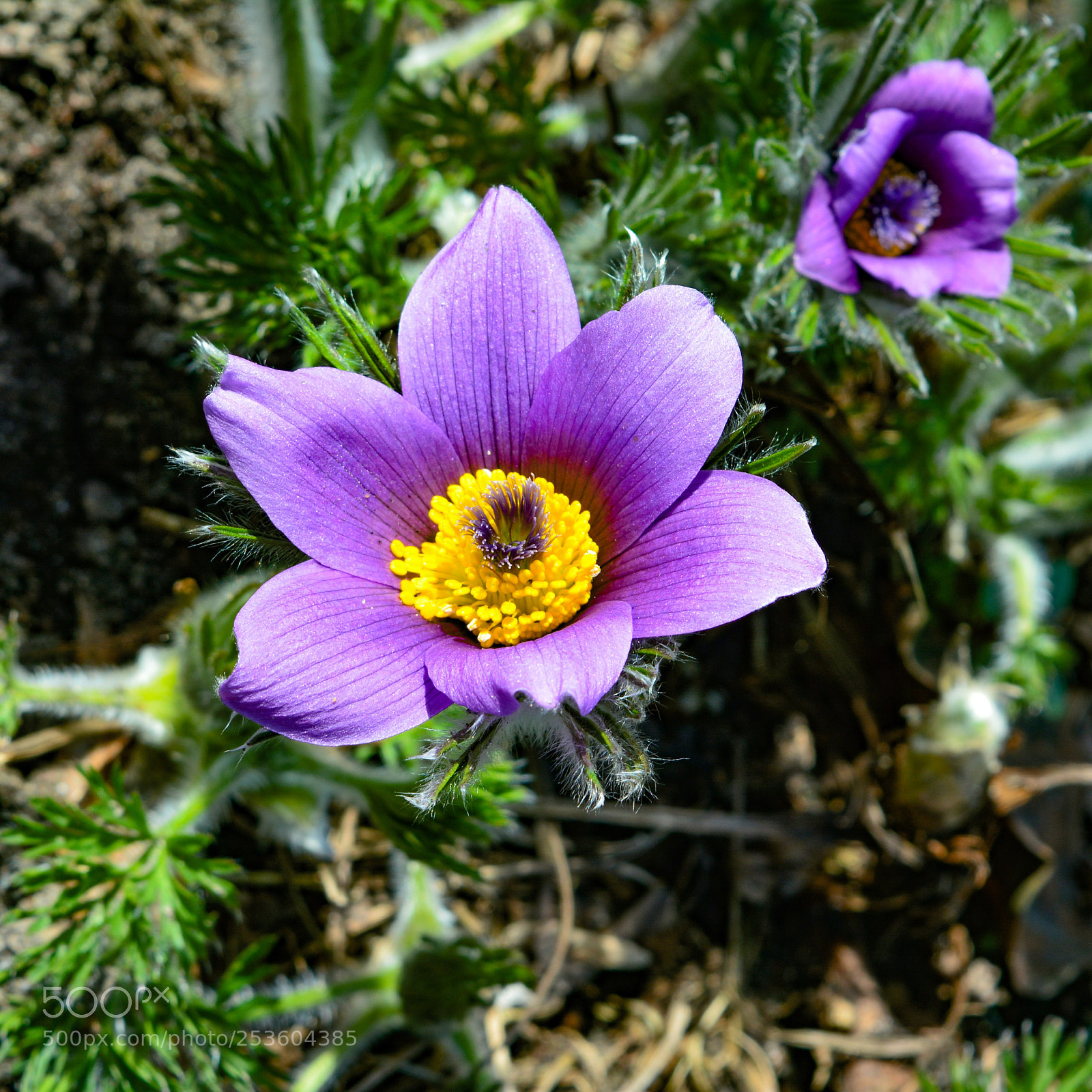Nikon D5200 sample photo. Colors photography