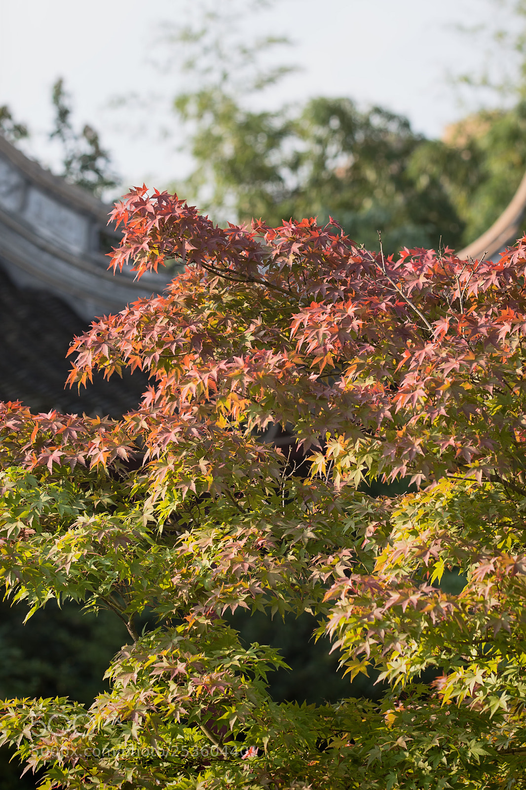 Canon EOS 70D sample photo. N.c photography