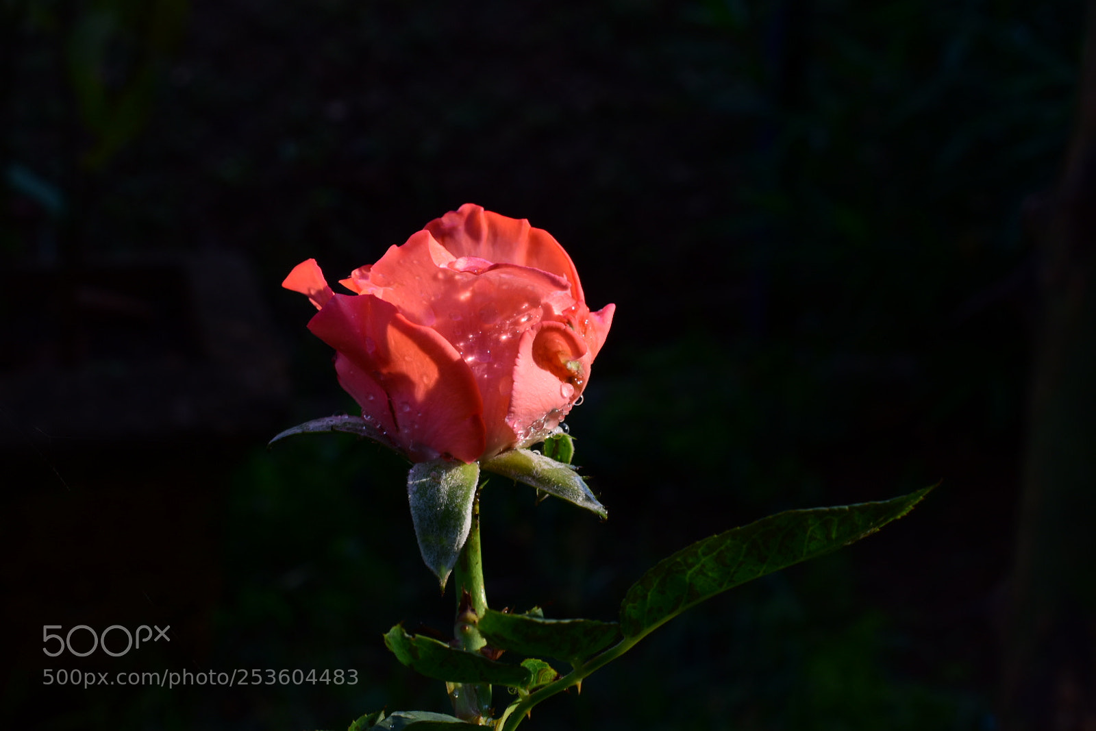Nikon D5500 sample photo. Untitled photography
