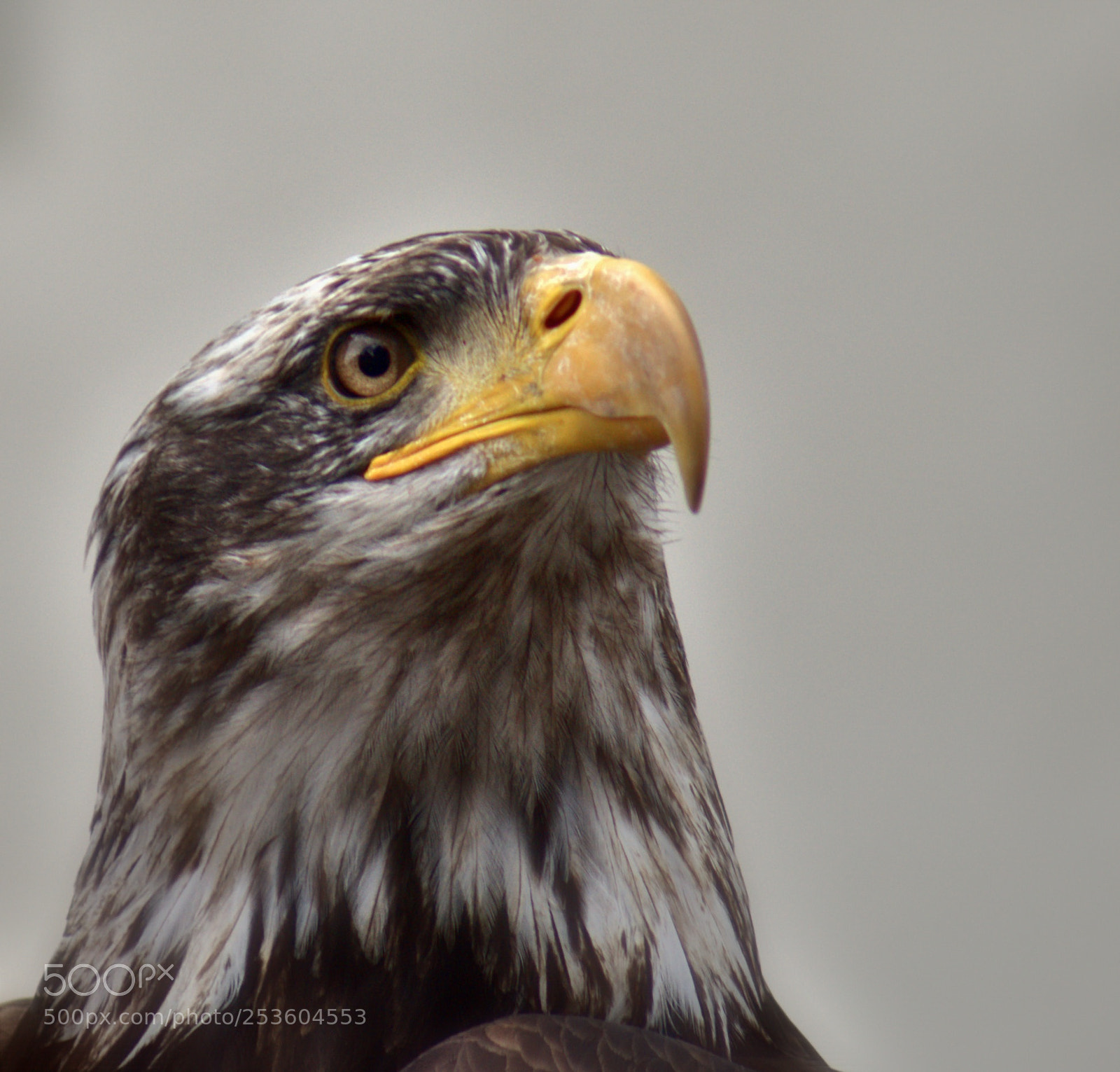 Sony a7 sample photo. Eagle photography