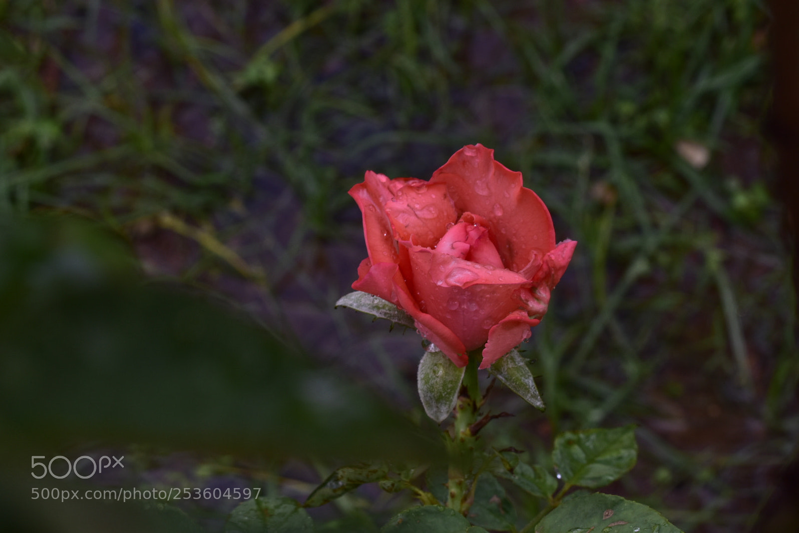 Nikon D5500 sample photo. Untitled photography