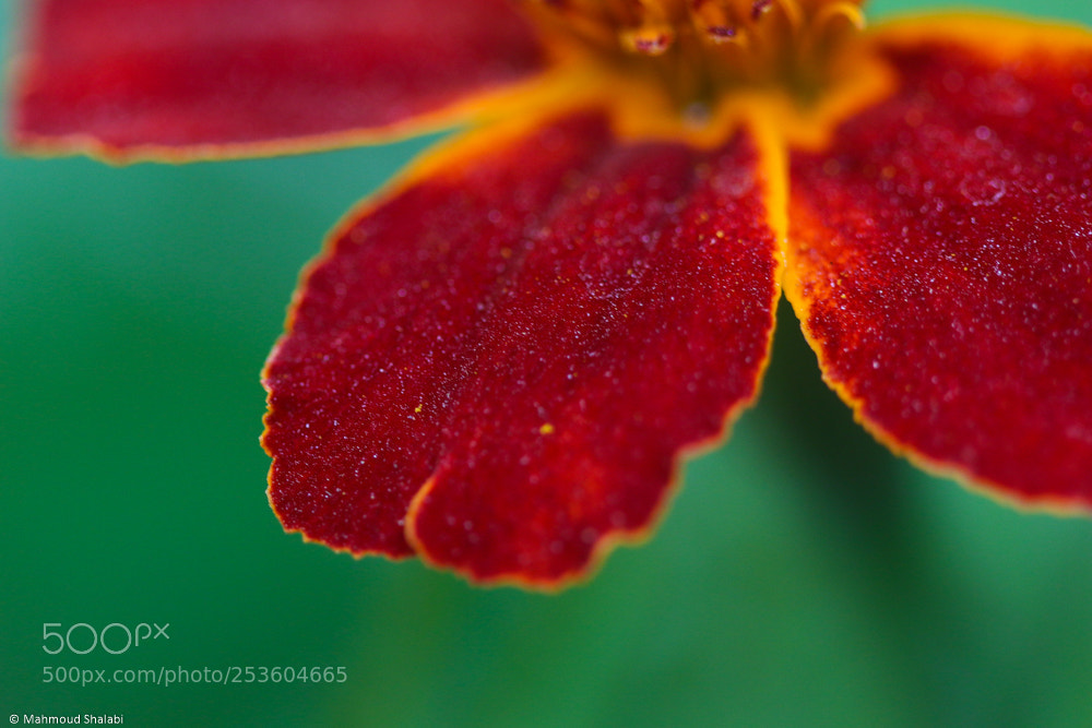 Canon EOS 70D sample photo. Abstract nature photography