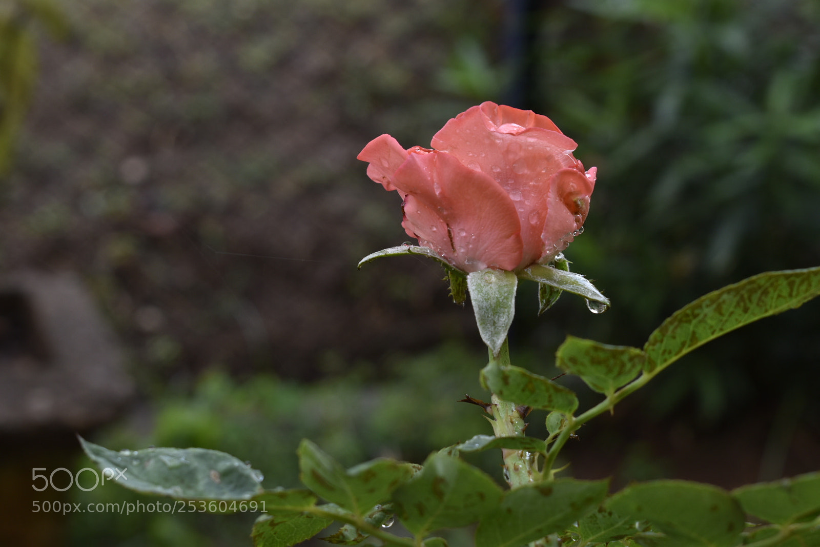 Nikon D5500 sample photo. Untitled photography