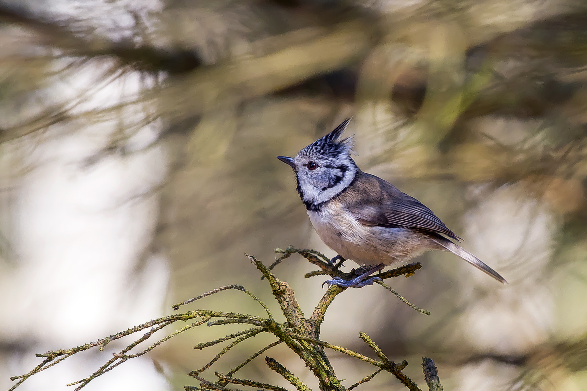 Pentax KP sample photo. European crested tit photography