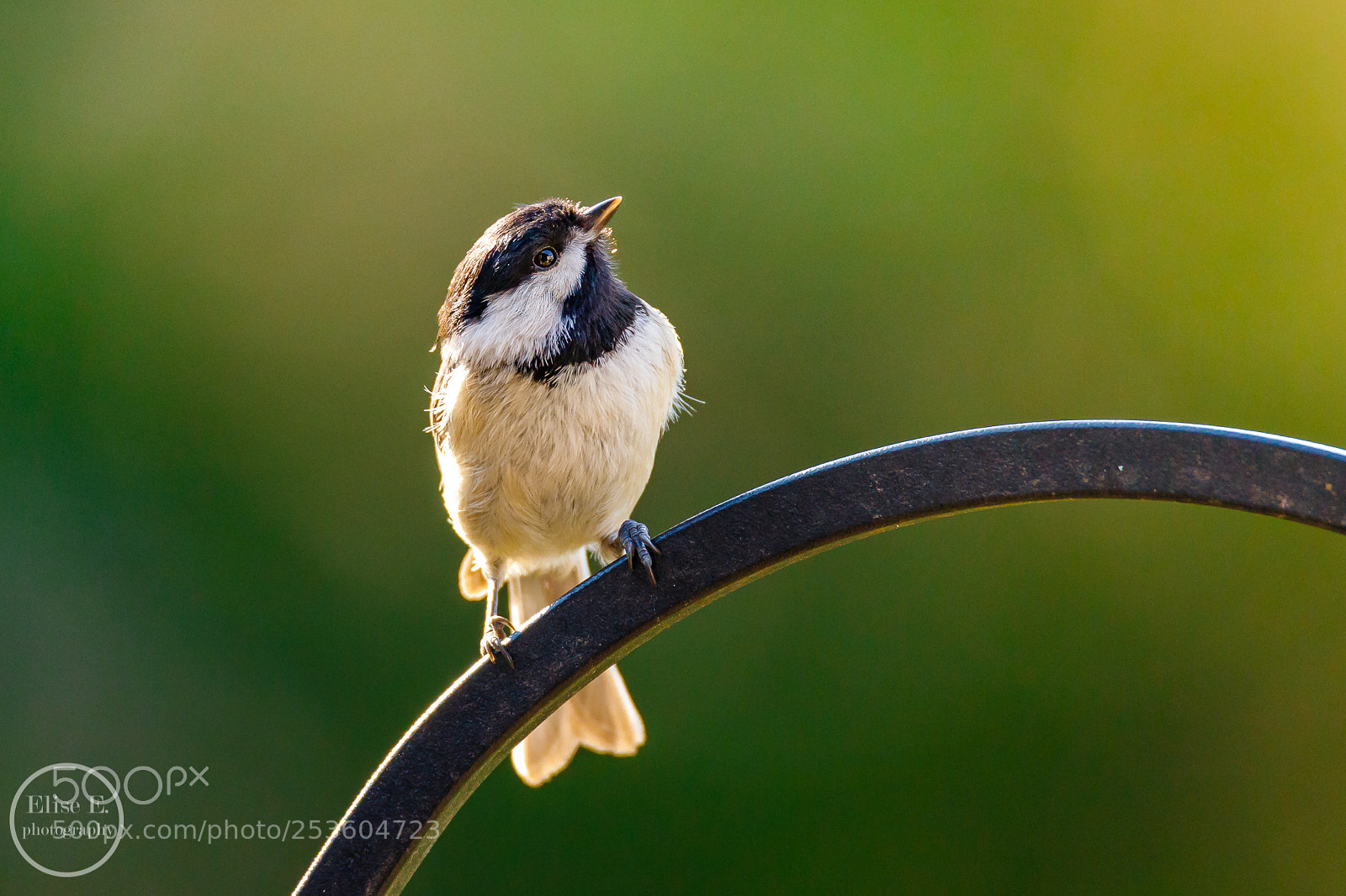 Canon EOS 6D Mark II sample photo. Carolina chickadee photography