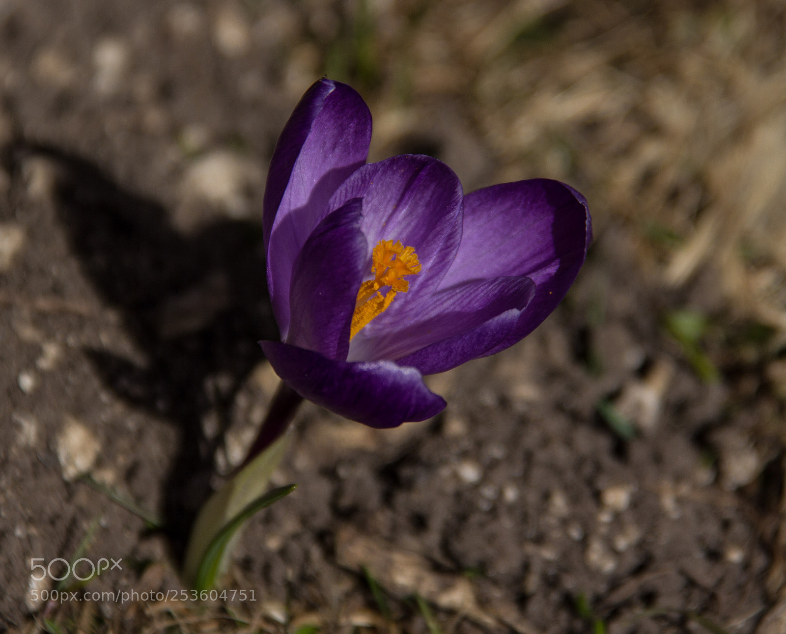Canon EOS 60D sample photo. Crocus photography