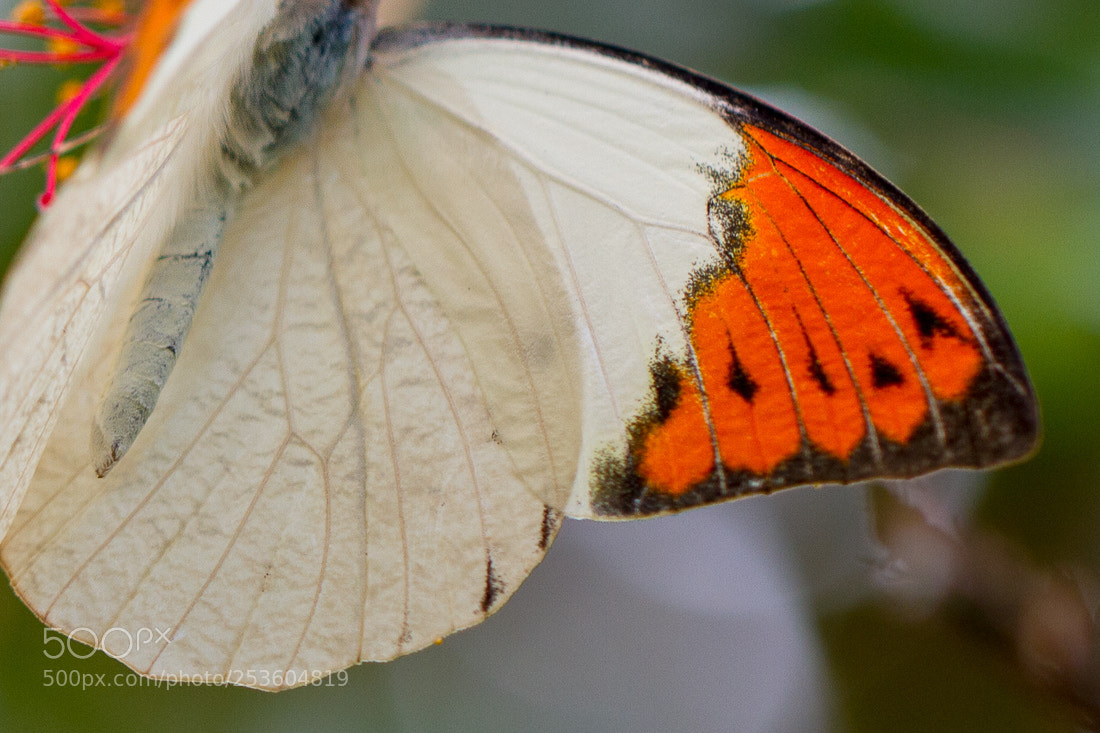 Canon EOS 7D sample photo. Butterfly wings hebomoia photography