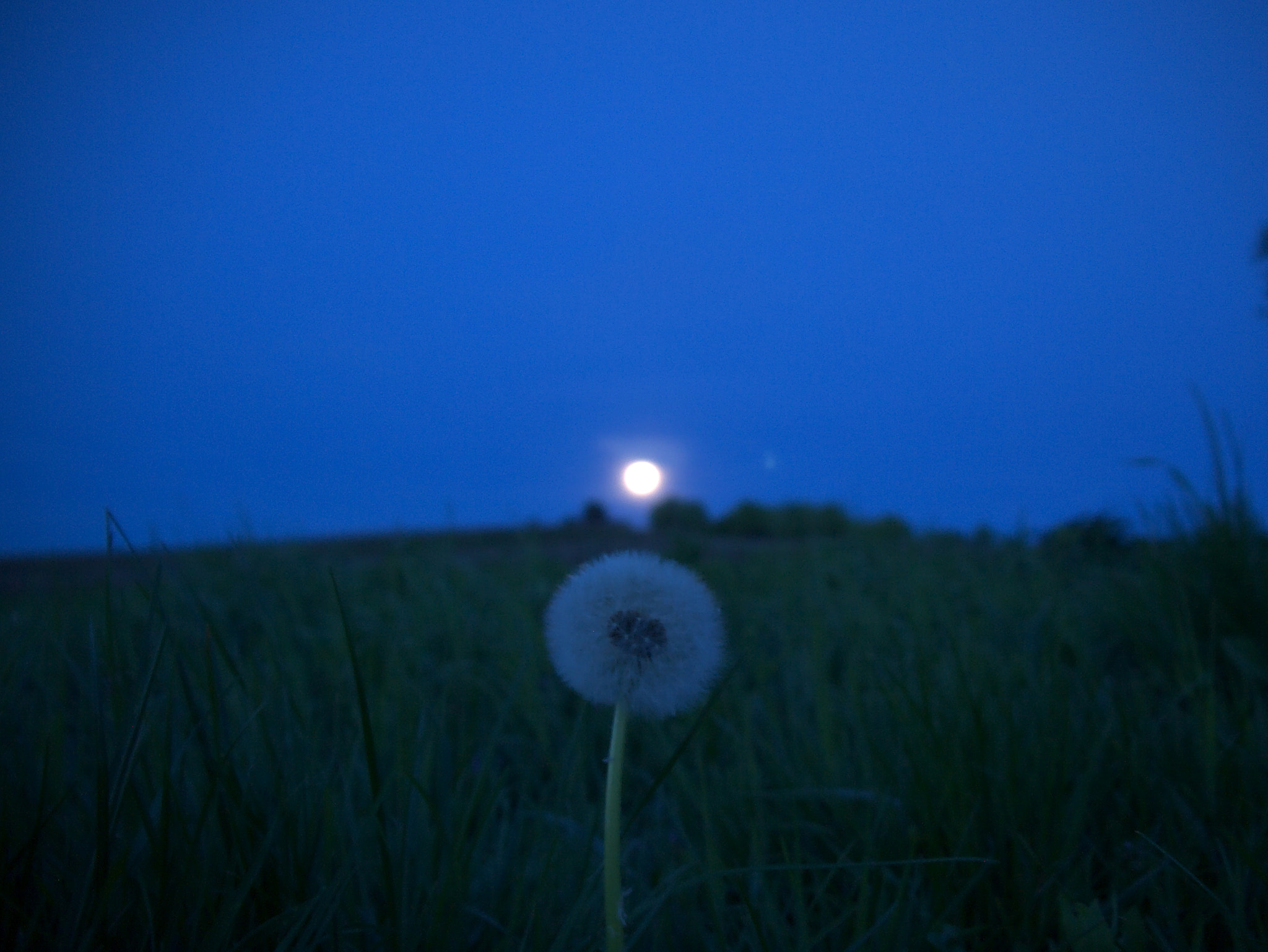 Panasonic Lumix DMC-G2 sample photo. Dandeline and moon photography