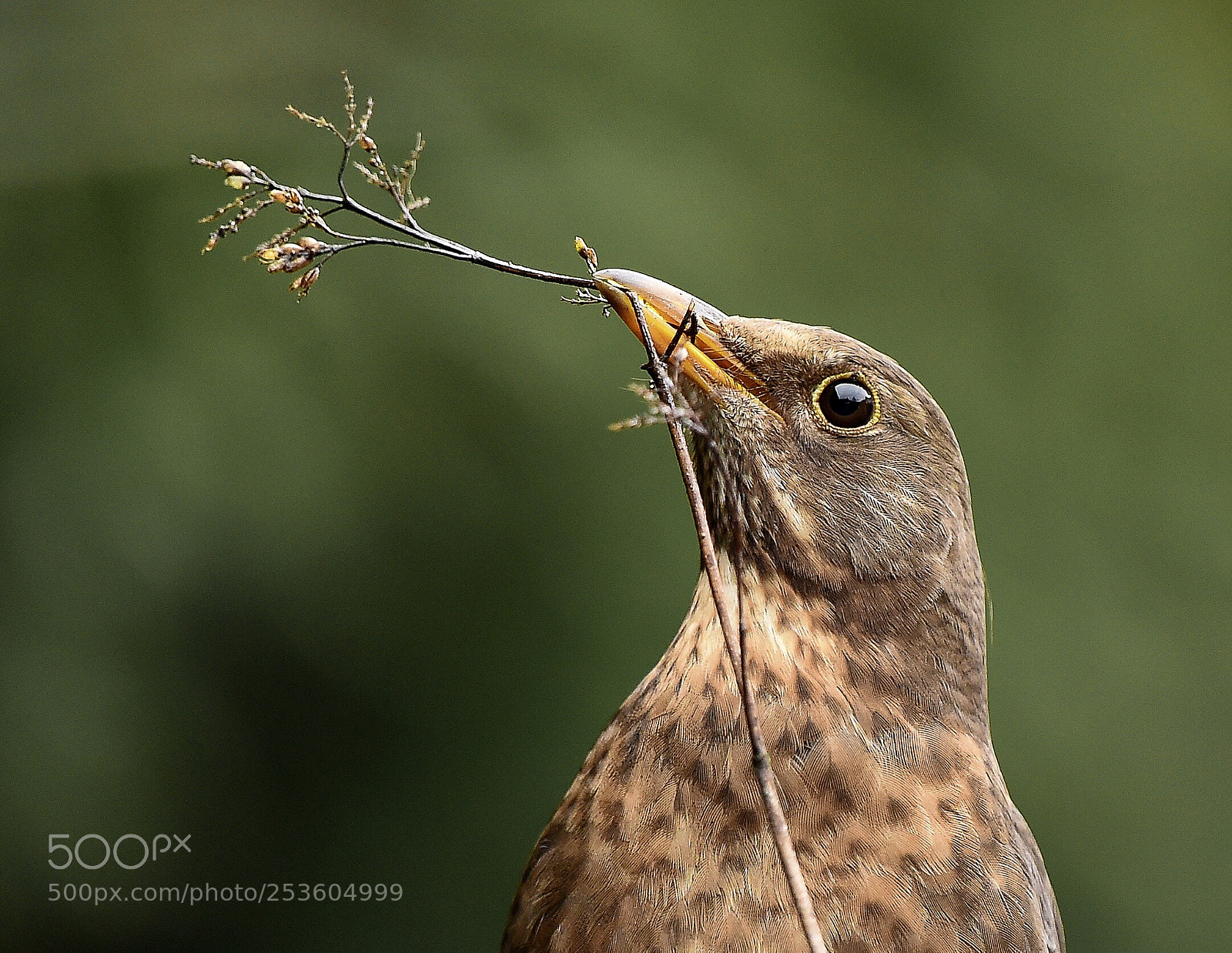 Nikon D4S sample photo. Lady blackbird in springtime photography