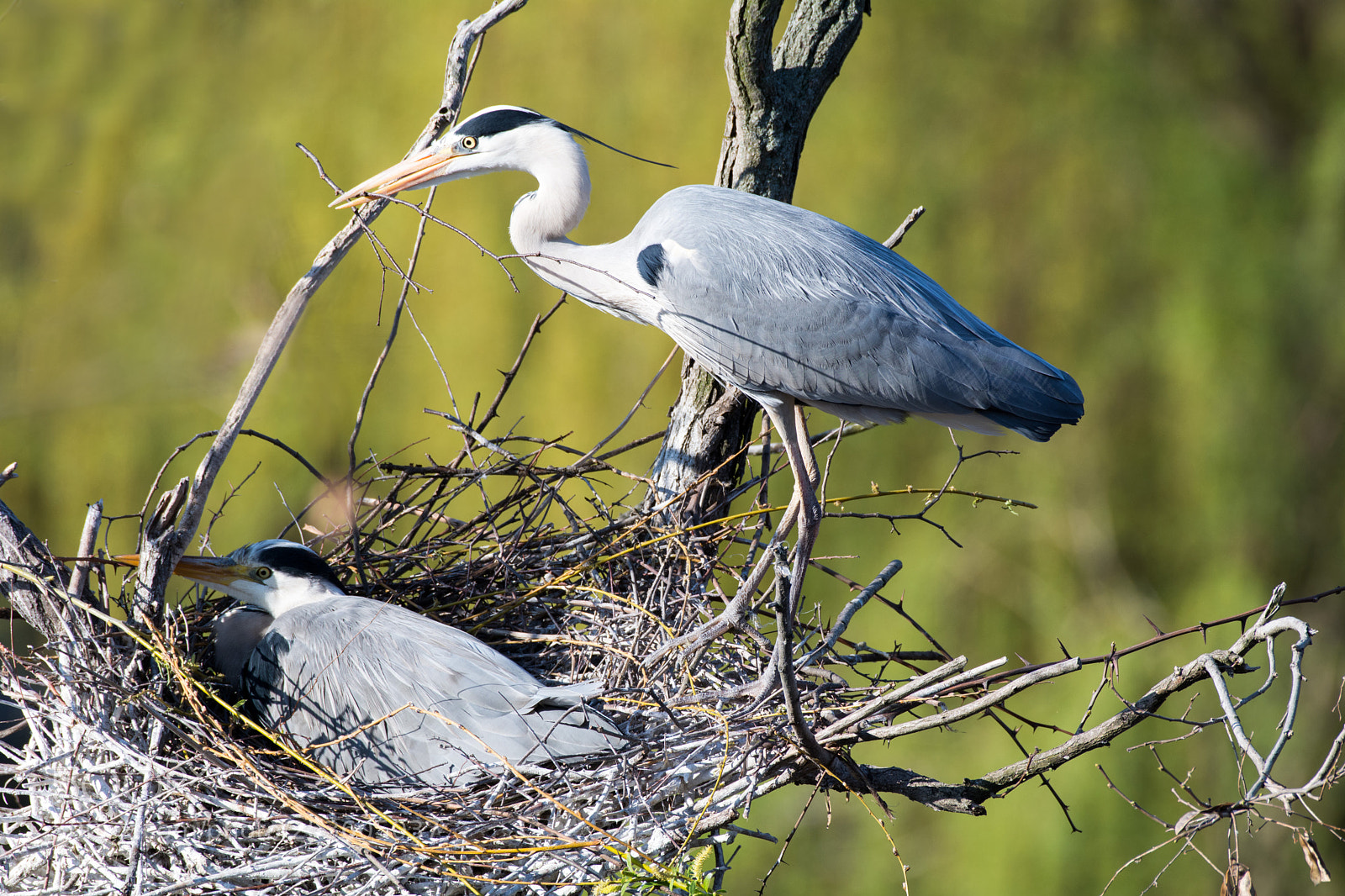 Nikon D7100 sample photo. Ardea cinerea photography