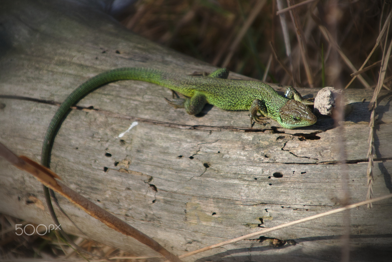 Canon EOS 70D sample photo. Non fare il ramarro photography