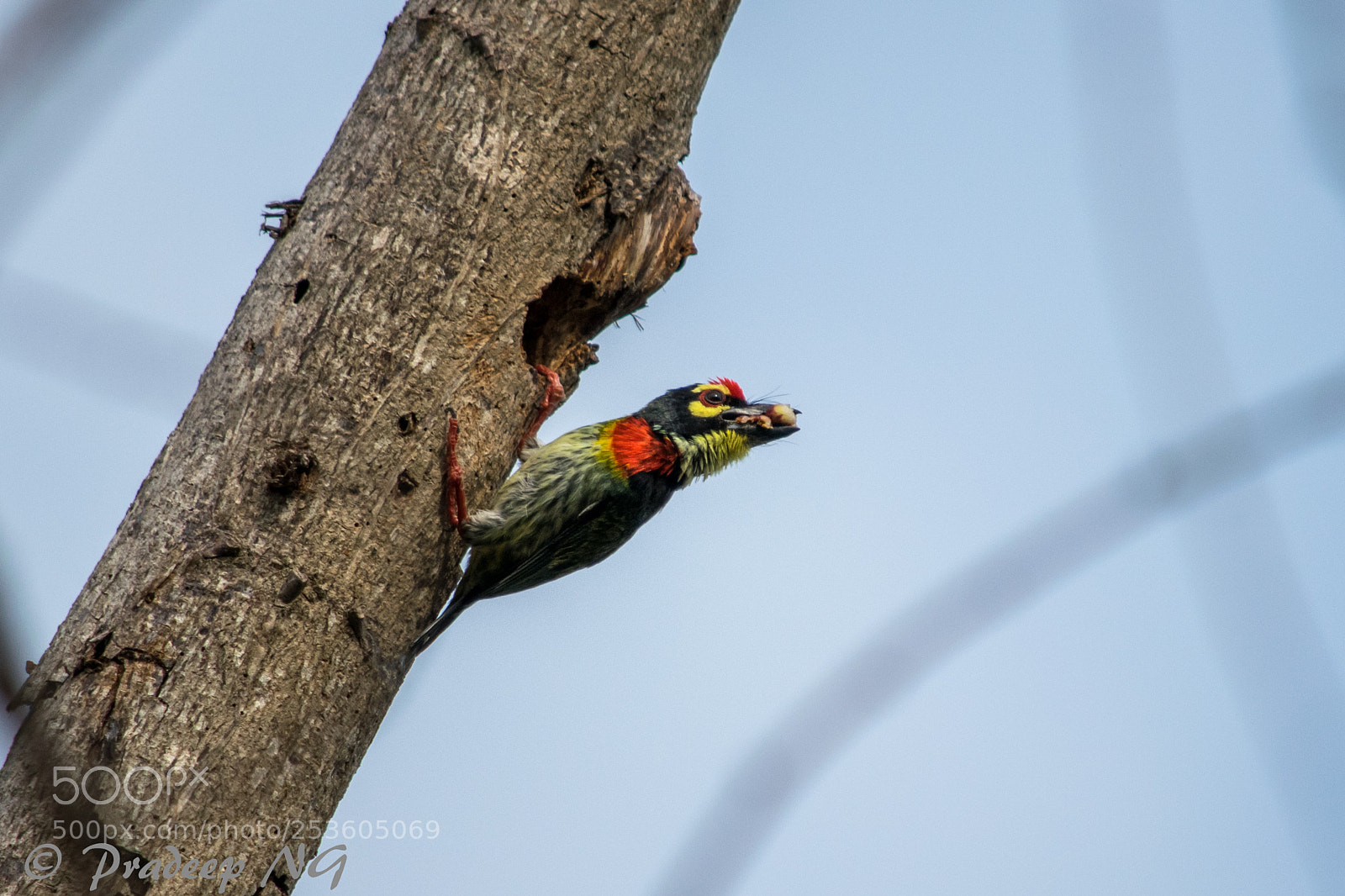 Nikon D3300 sample photo. Coppersmith barbet photography