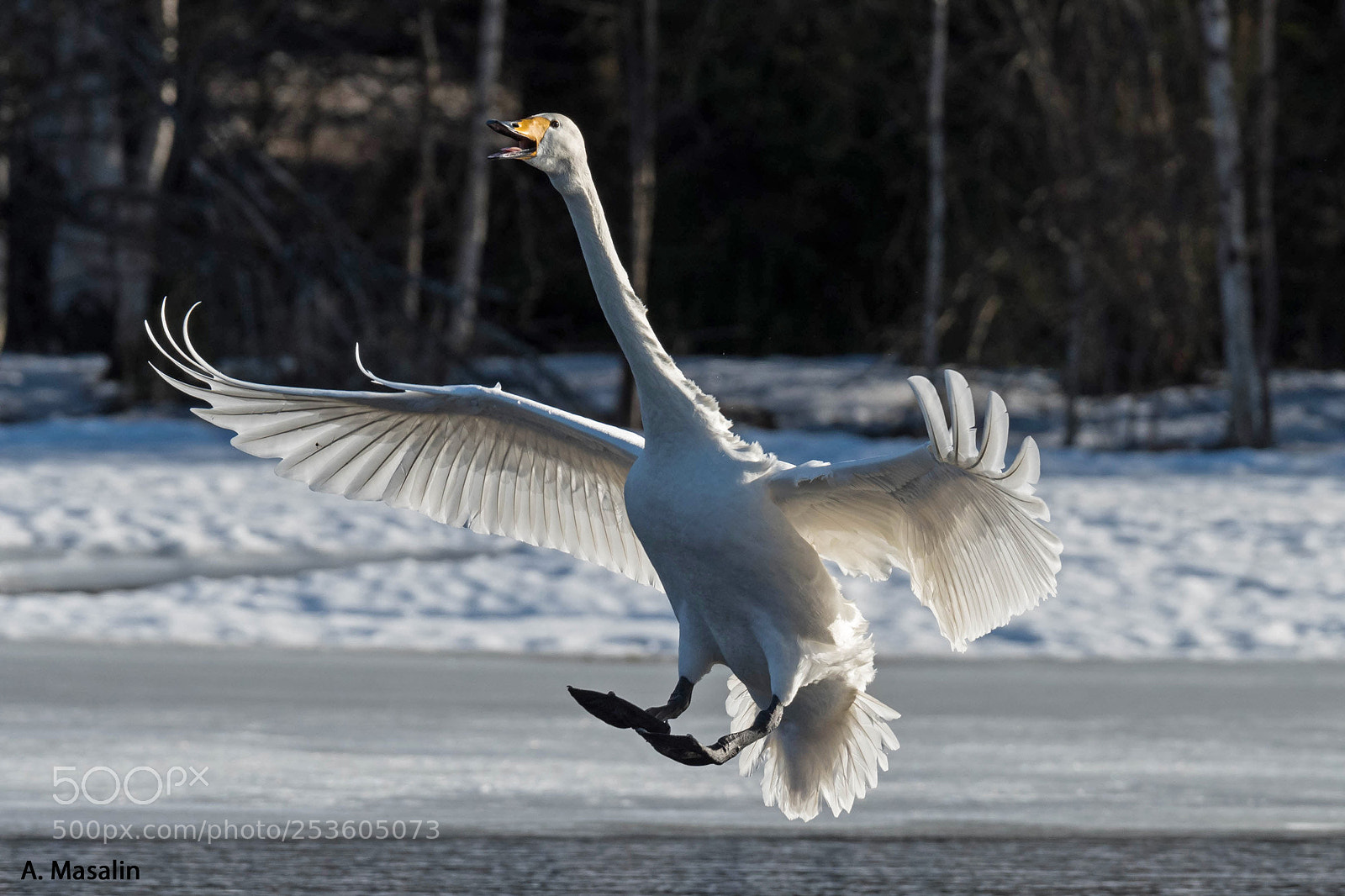 Nikon D500 sample photo. Whooper swan photography