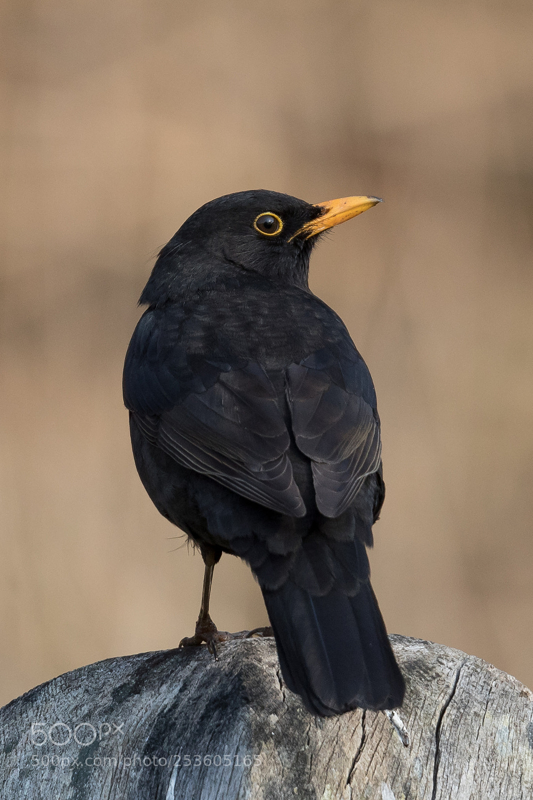 Canon EOS 5D Mark IV sample photo. Blackbird photography
