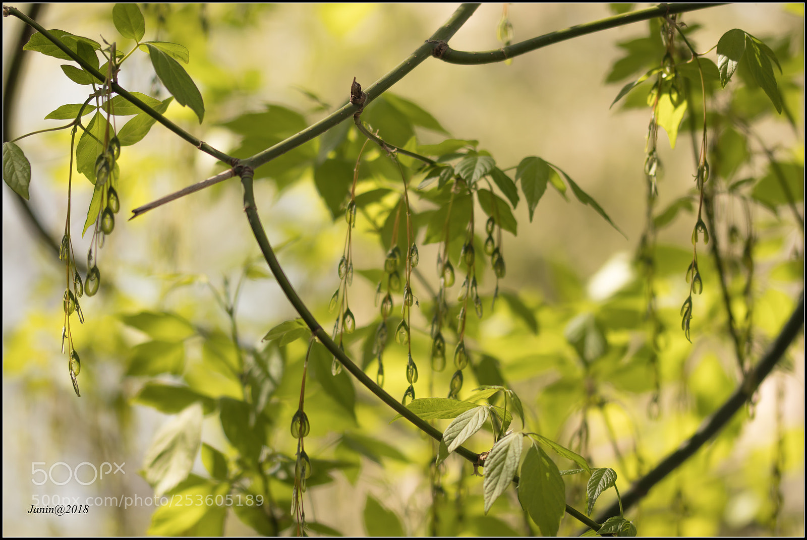 Canon EOS 77D (EOS 9000D / EOS 770D) sample photo. The jewels of the photography