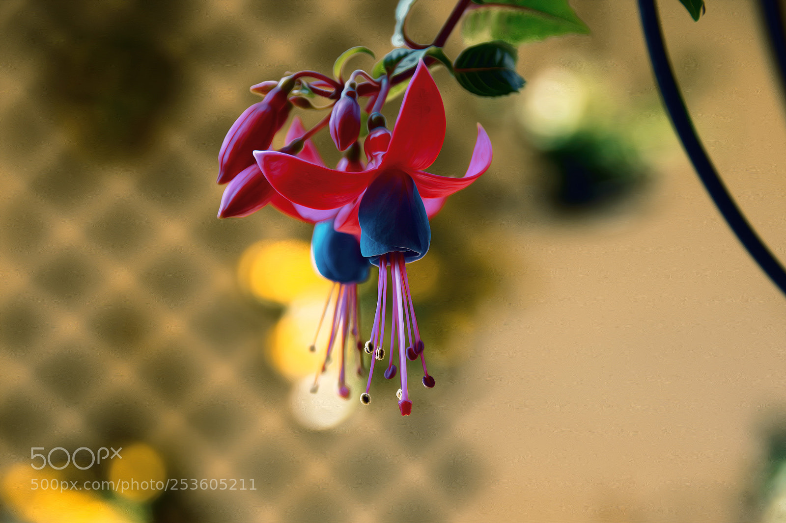 Canon EOS 70D sample photo. Fuchsia magellanica photography