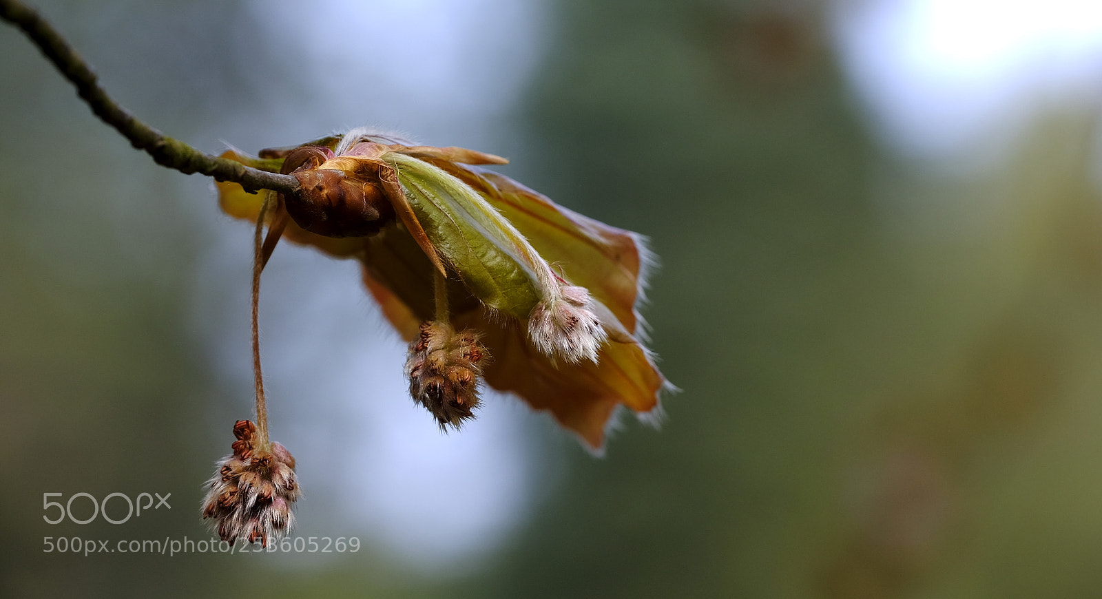 Fujifilm X-H1 sample photo. New life photography
