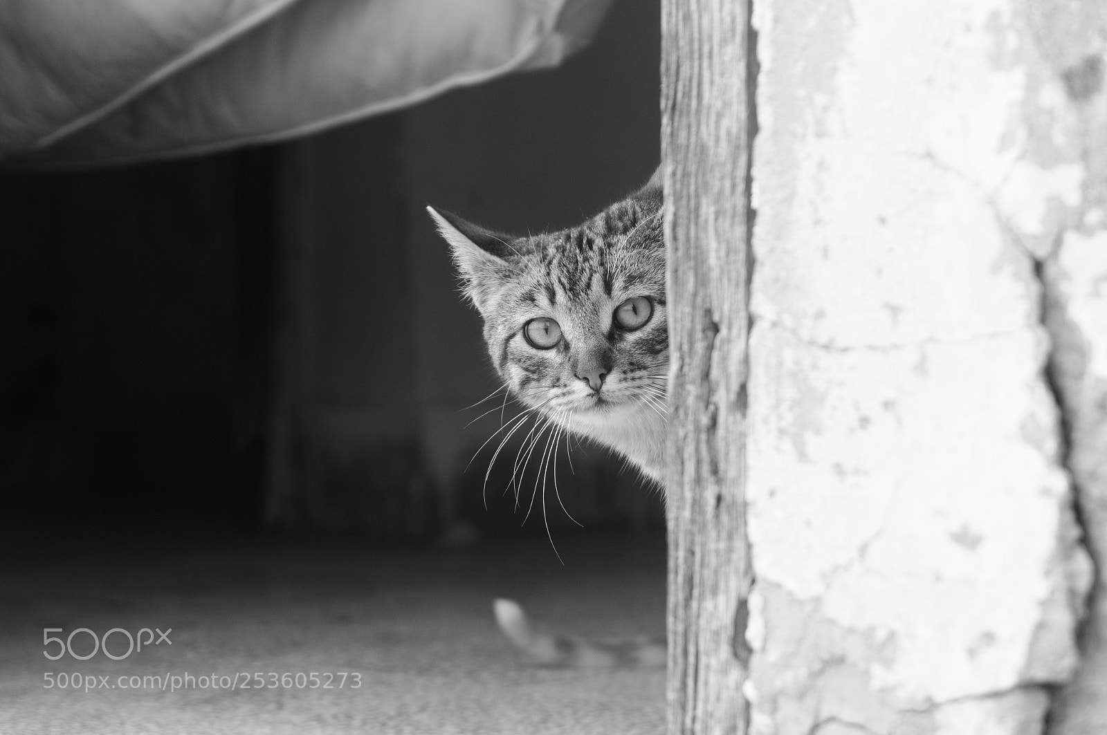 Sony Alpha NEX-5R sample photo. Hello there! photography