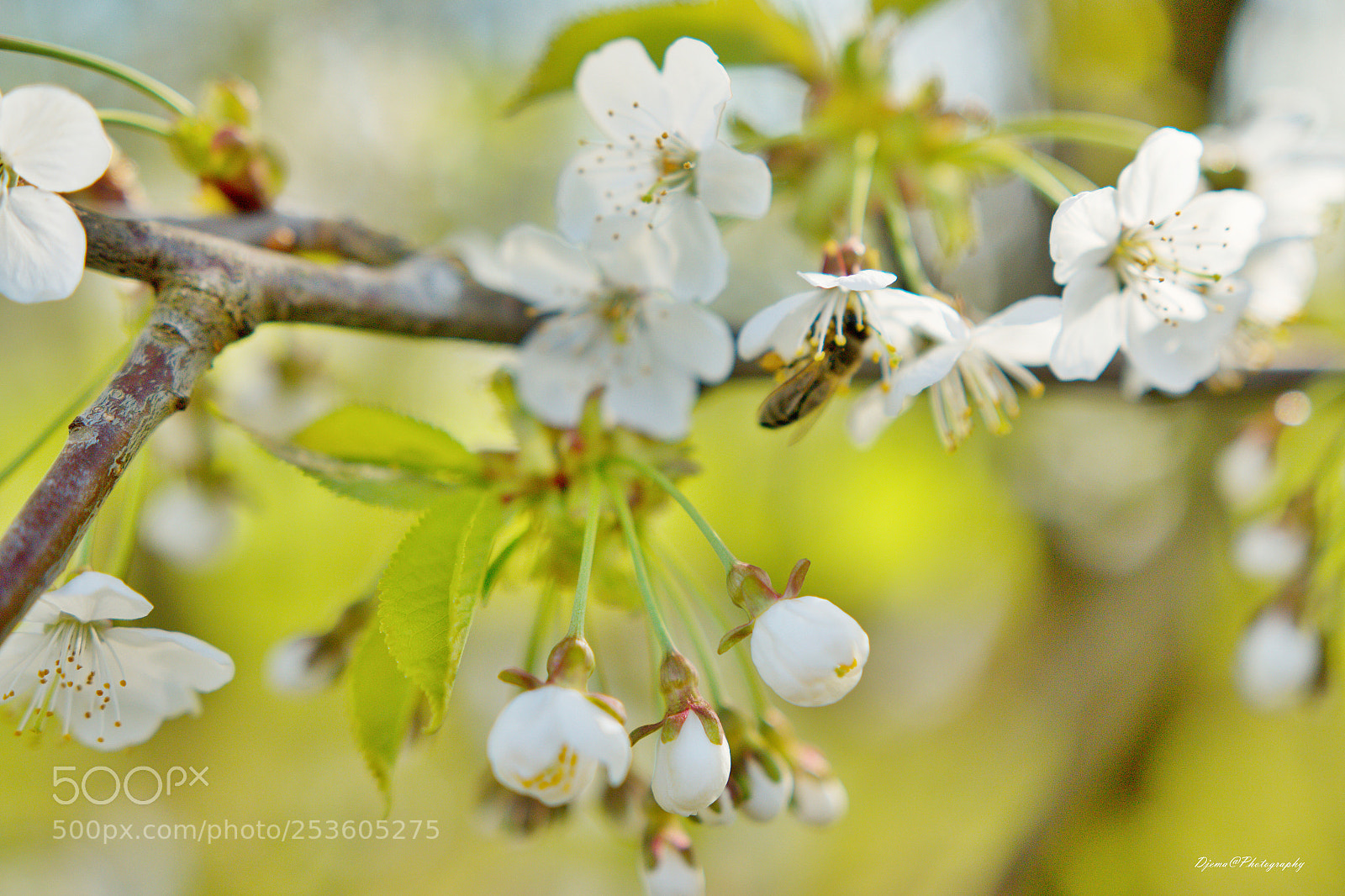 Canon EOS 70D sample photo. Img photography
