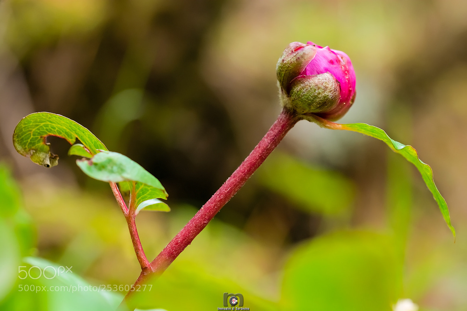 Nikon D7100 sample photo. Spring incoming photography