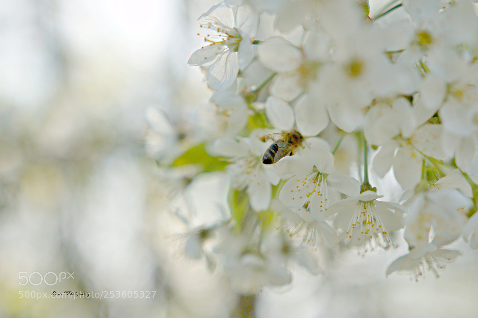 Canon EOS 70D sample photo. Img photography