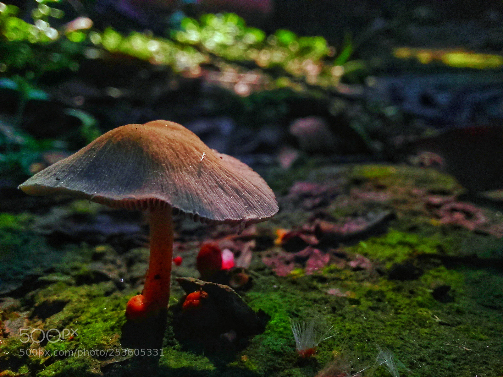 Samsung Galaxy Grand Prime sample photo. Mashroom photography