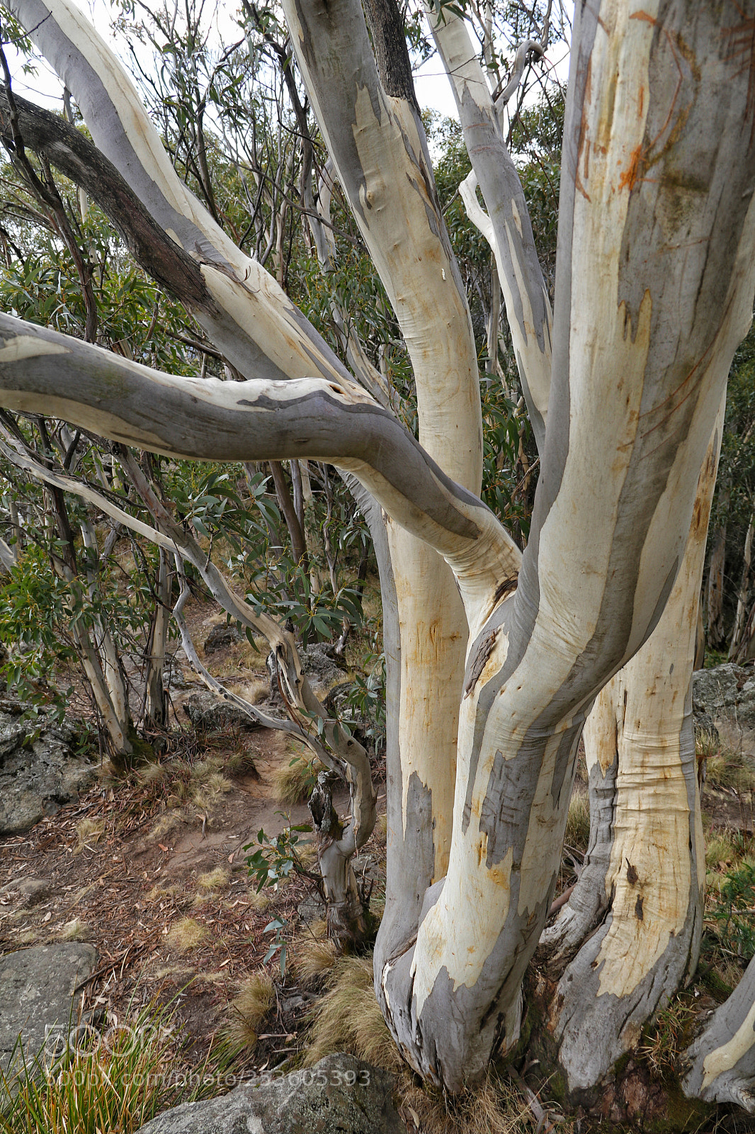Canon EOS 80D sample photo. Snow gum also known photography