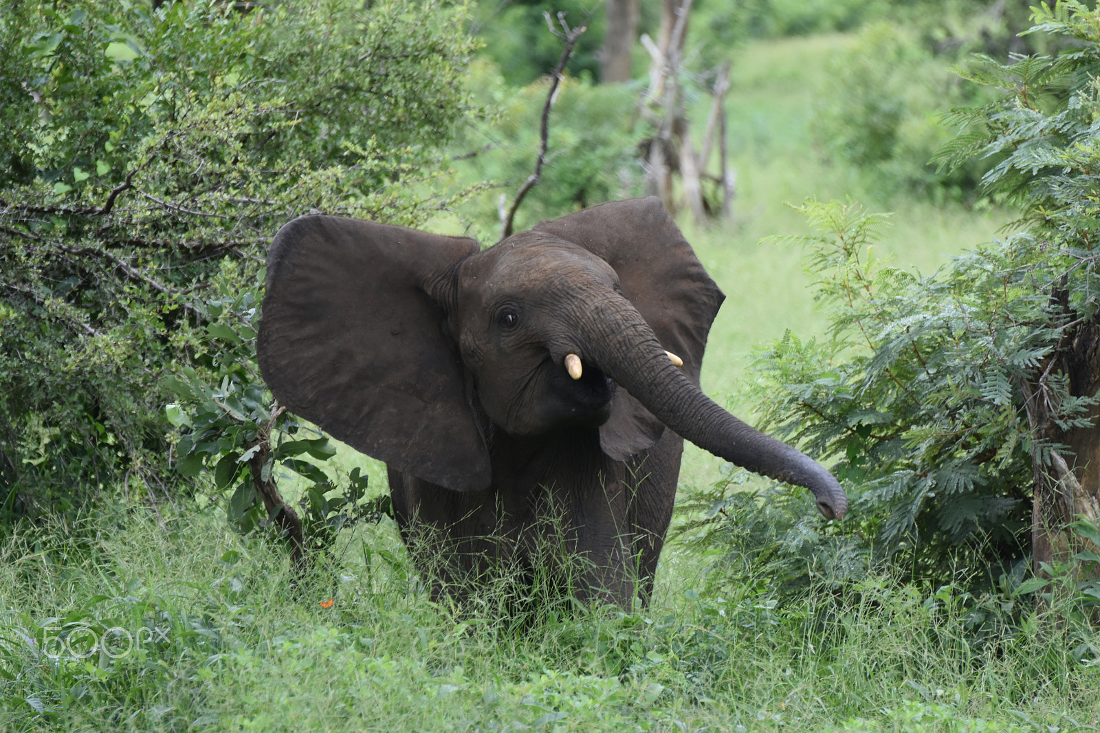 Nikon D5500 sample photo. Kruger national park photography