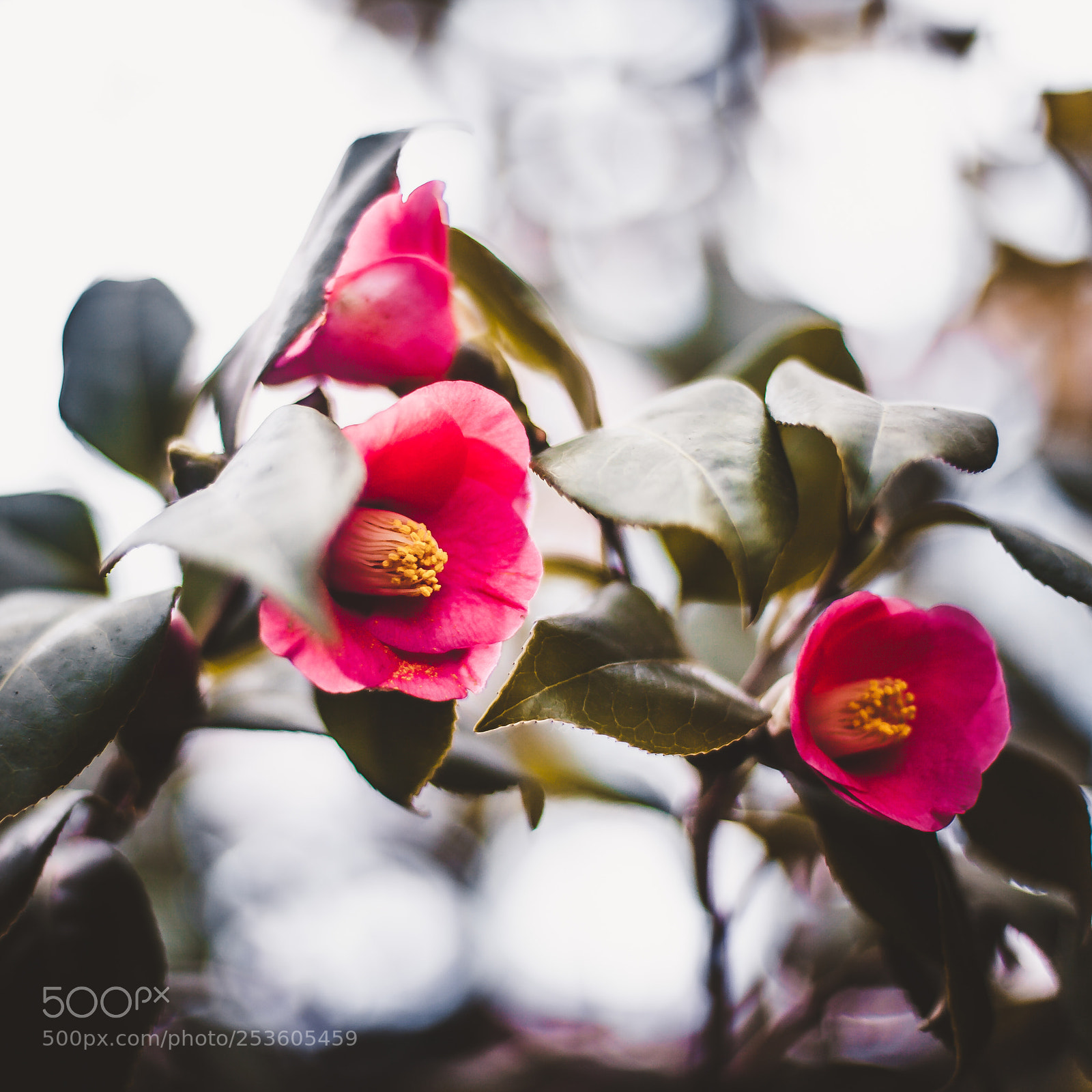 Canon EOS 5D Mark II sample photo. Camelia photography