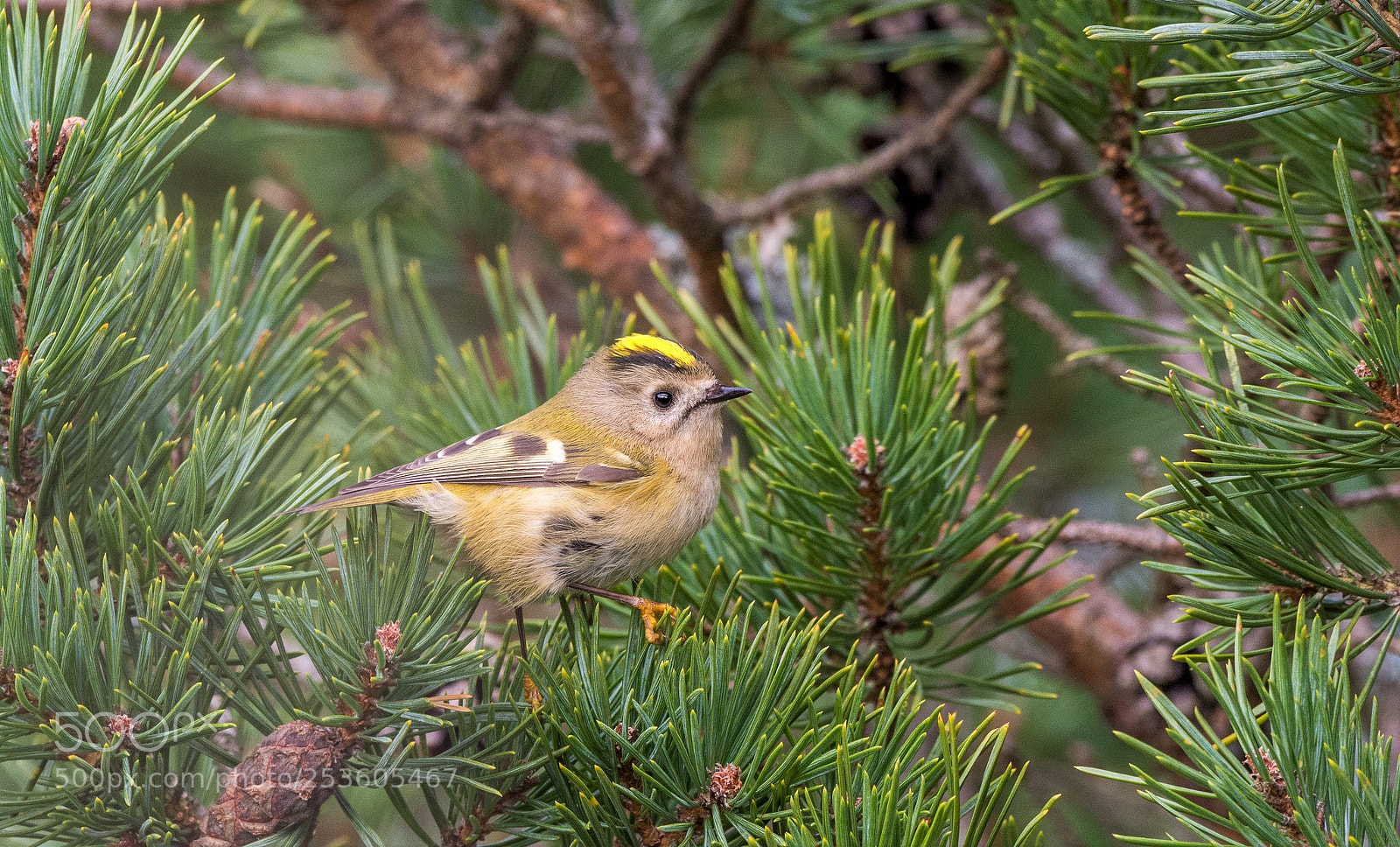 Nikon D7200 sample photo. Goldcrest photography
