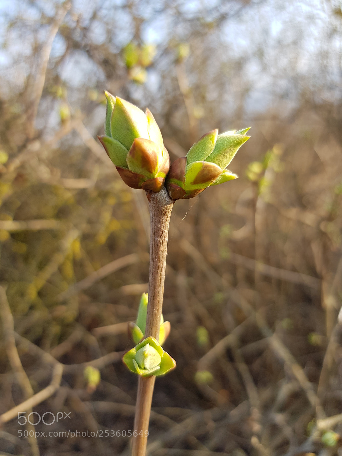 Samsung Galaxy S8 sample photo. Spring is coming photography