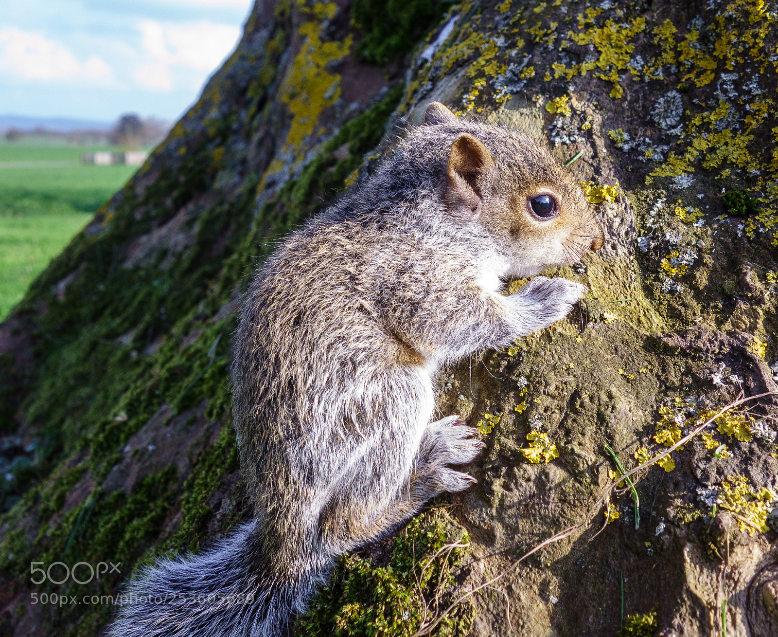 Sony Cyber-shot DSC-RX100 sample photo. Young squirrel photography