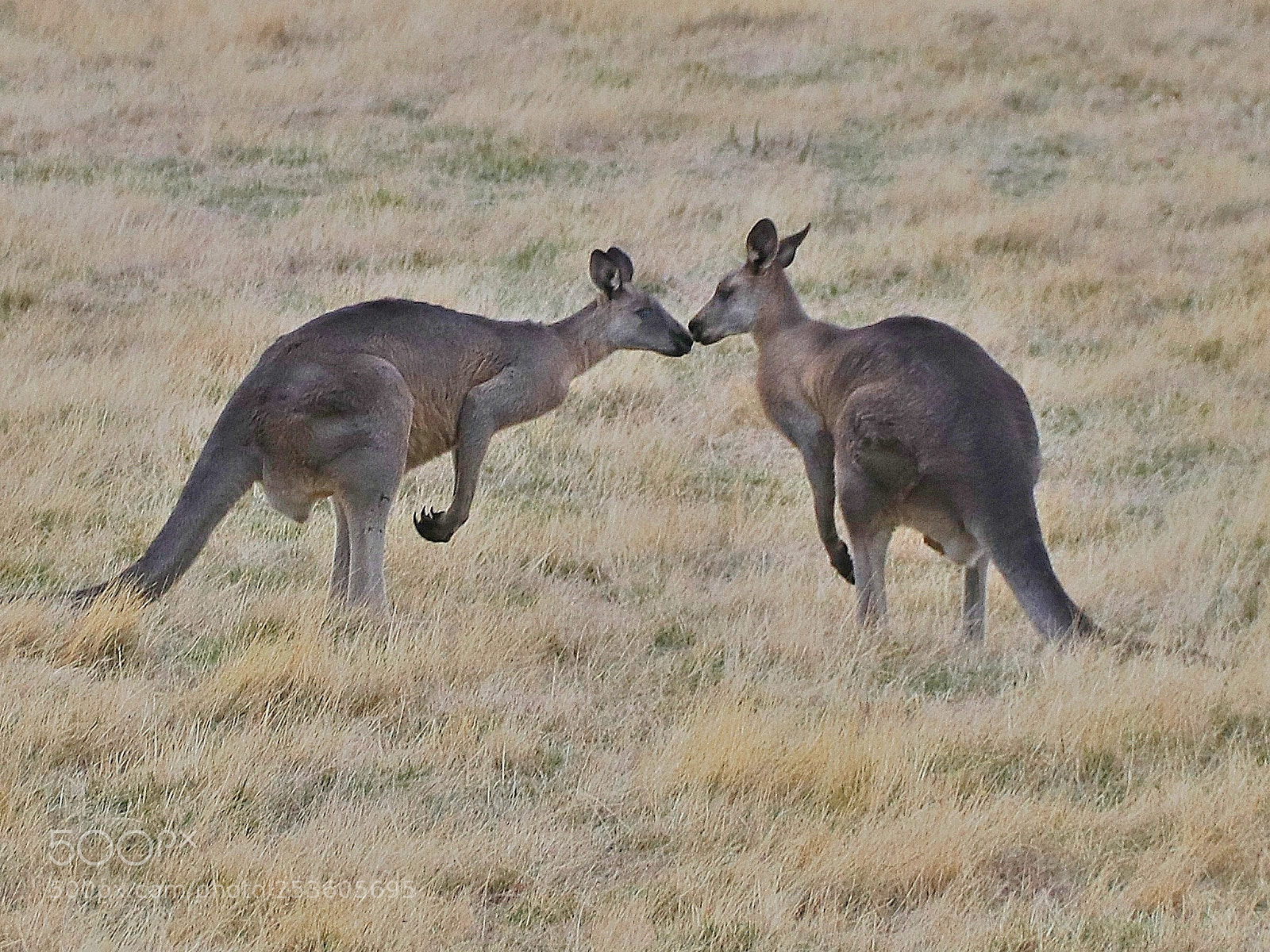 Canon EOS 80D sample photo. Grey kangaroos photography