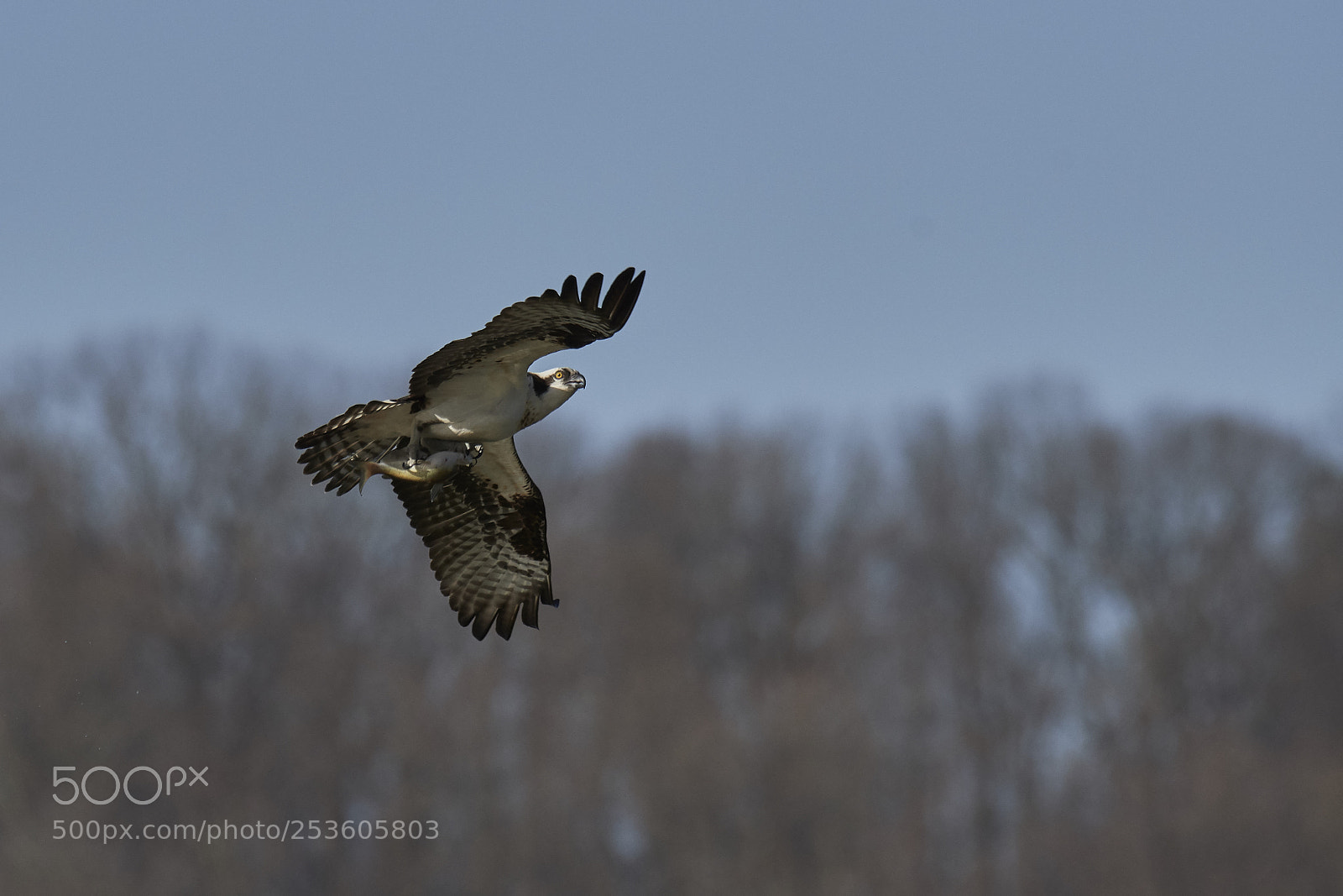 Nikon D500 sample photo. Osprey photography