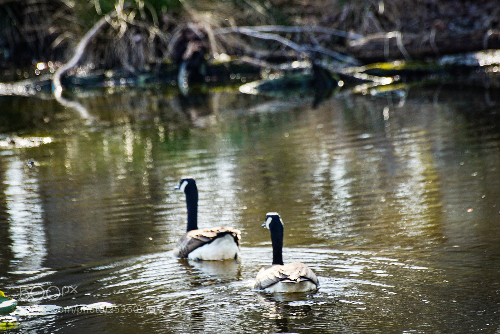 Sony a6000 sample photo. Float on the watershed photography