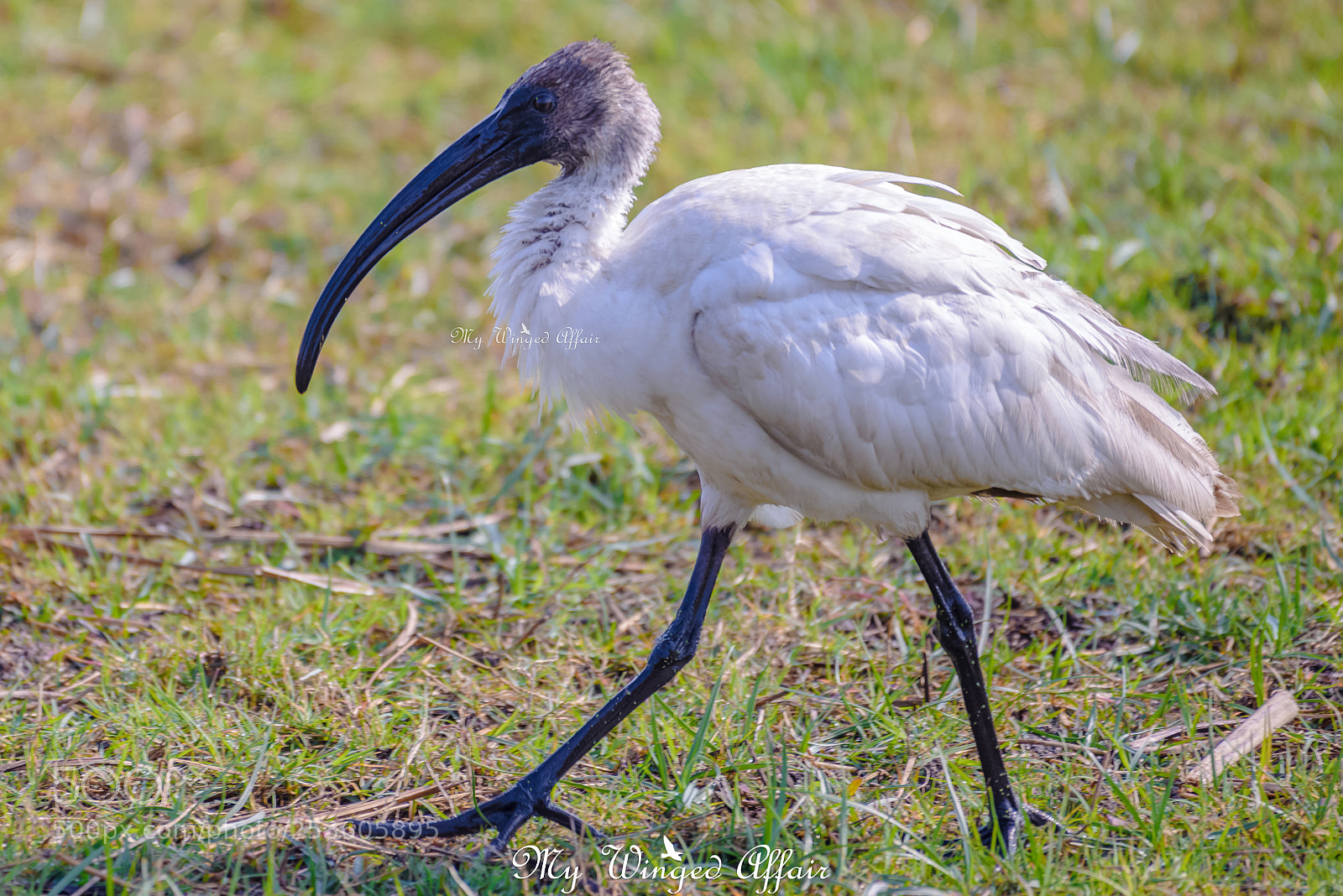 Nikon D610 sample photo. Black headed ibis photography
