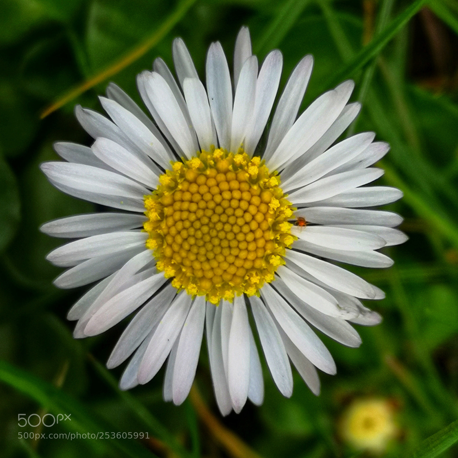 HUAWEI CLT-L09 sample photo. Daisy photography